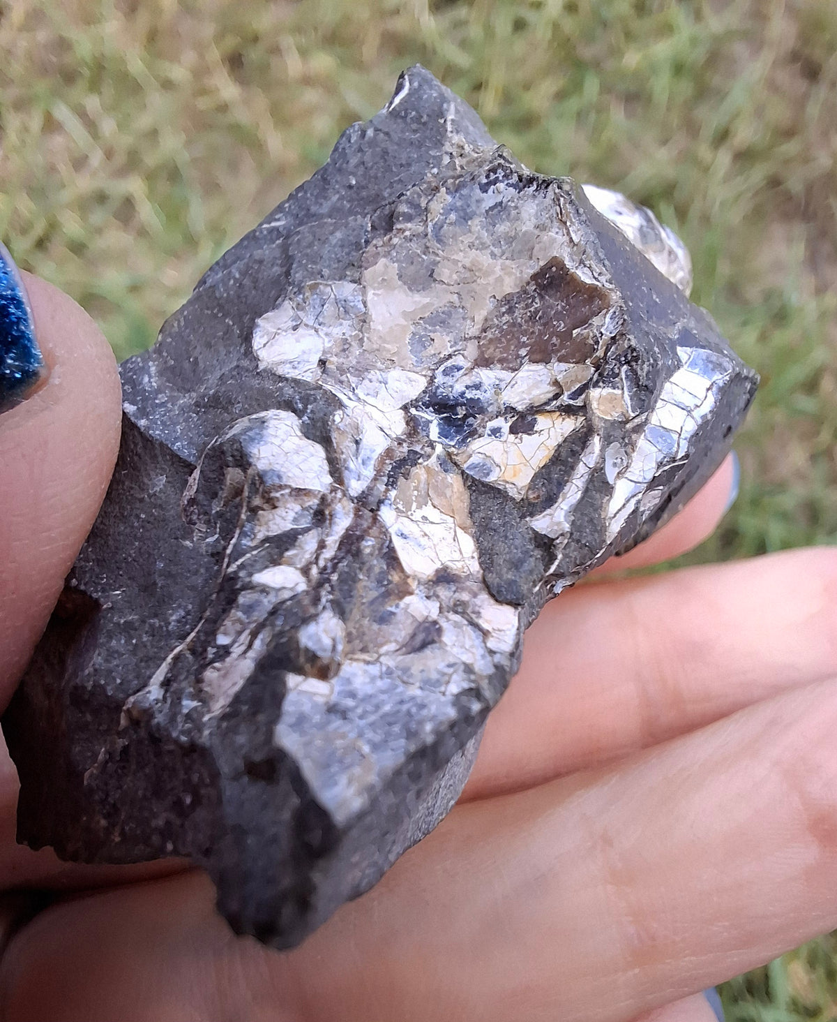 Ammonite Cluster, Fossil (Ref: ACL3)