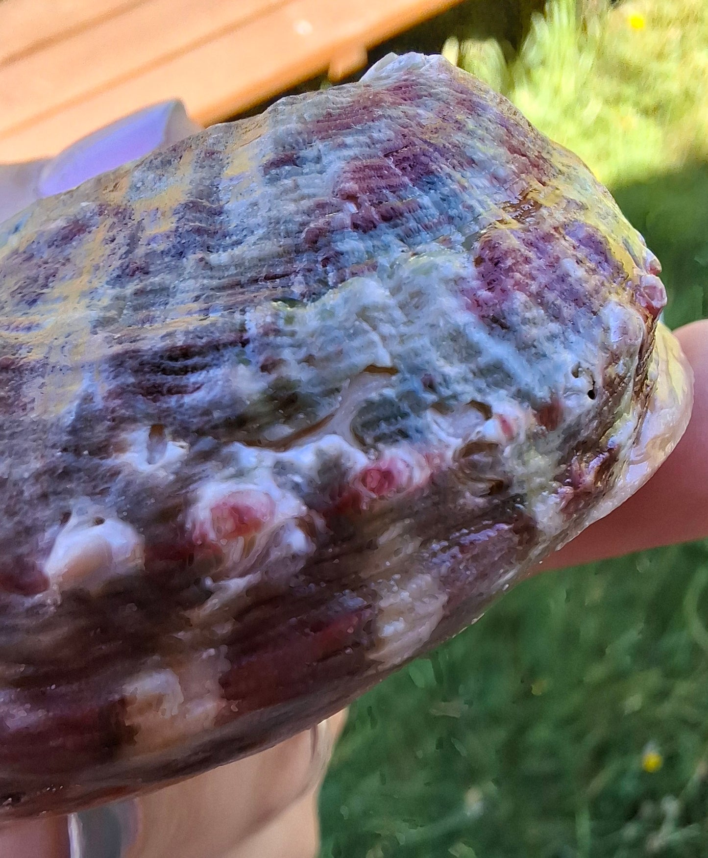 Abalone Shell, (Ref: SH3)