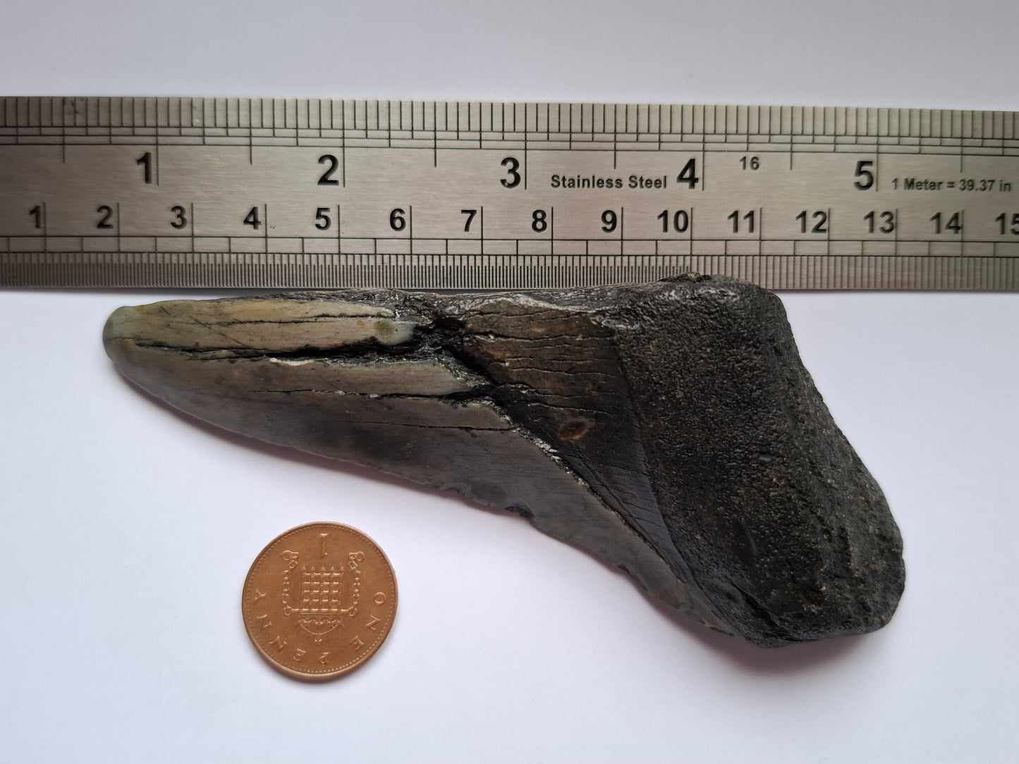 Megalodon (partial) Shark Tooth, 109.68g, Fossil (Ref: Meg1)