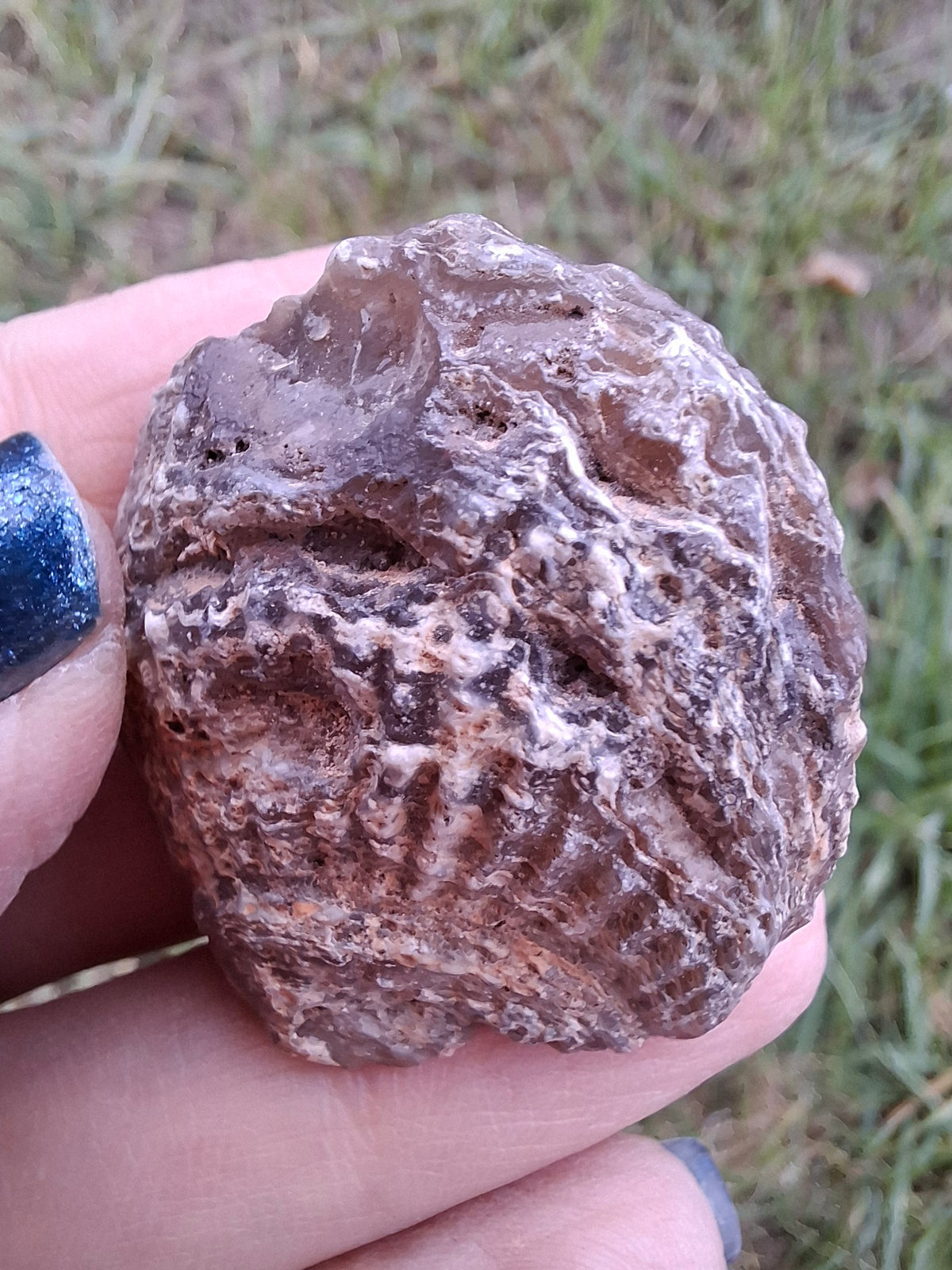 Chalcedony Oyster, Fossil (Ref: FO7)