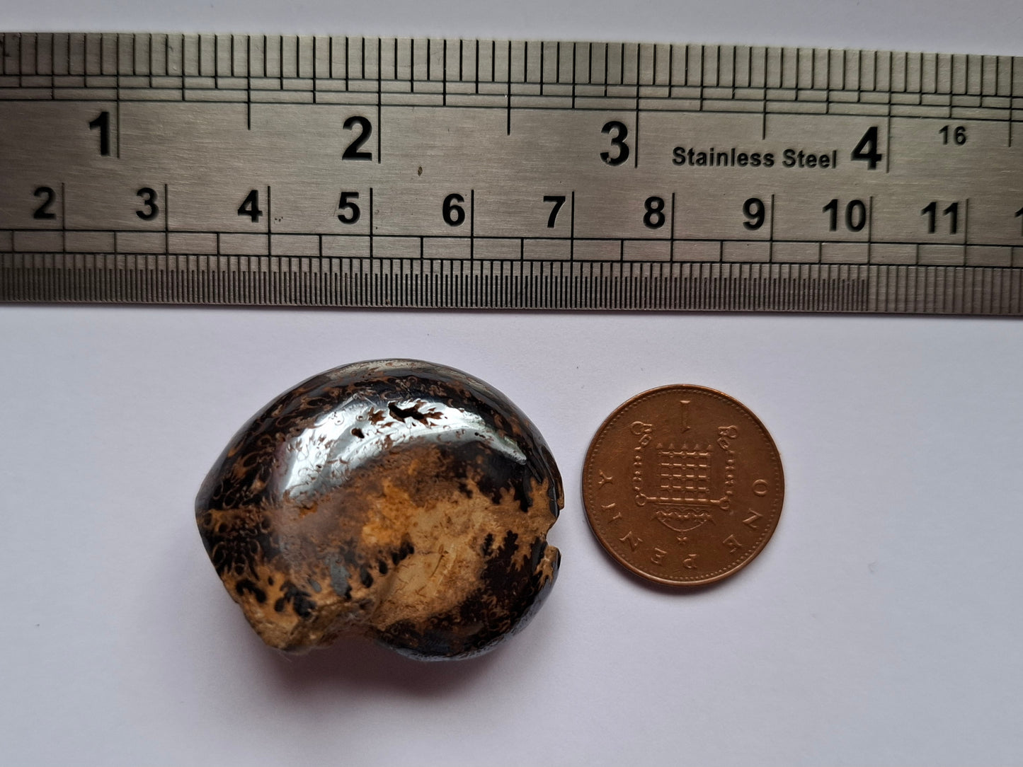 Hematite Ammonite, 18.26g, Fossil (Ref: HA4)