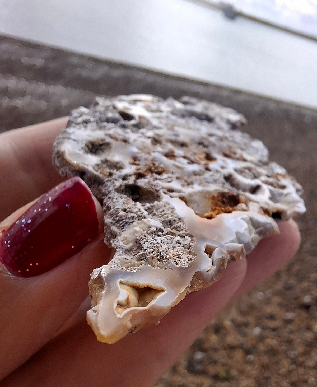 Fossilised Coral replaced by Chalcedony/Agate, Fossil (Ref: FCA2)