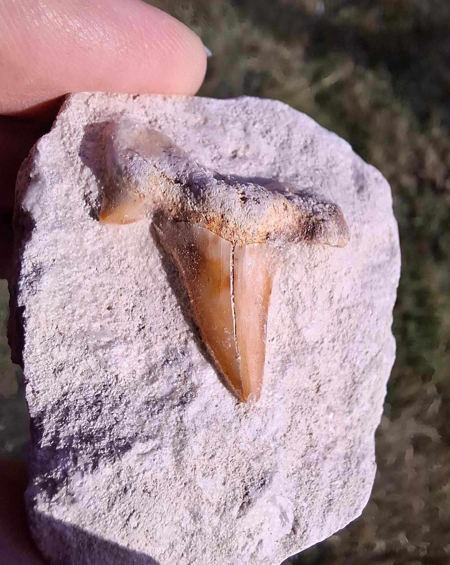 Otodus Shark Tooth, Fossil (Ref: OT4)