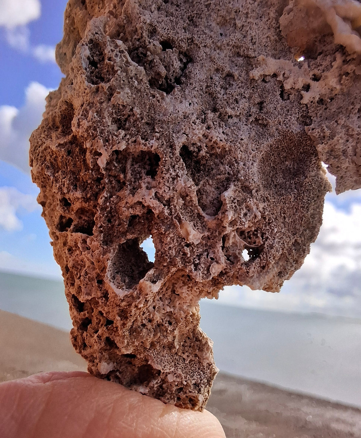 Fossilised Coral replaced by Chalcedony/Agate, Fossil (Ref: FCA2)