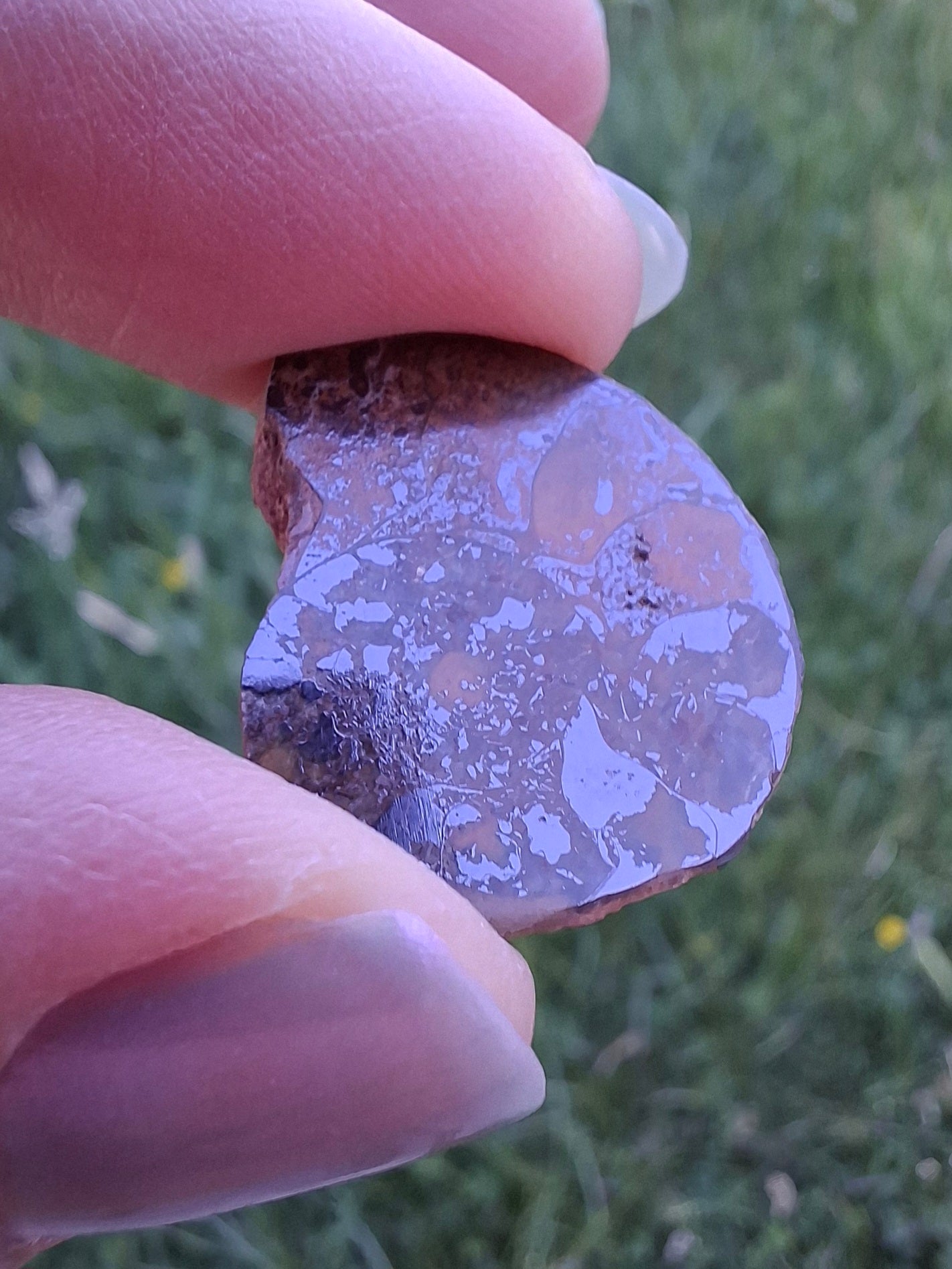 Small Haematite Ammonite HALF, 2.59g, Fossil (Ref: MA7)