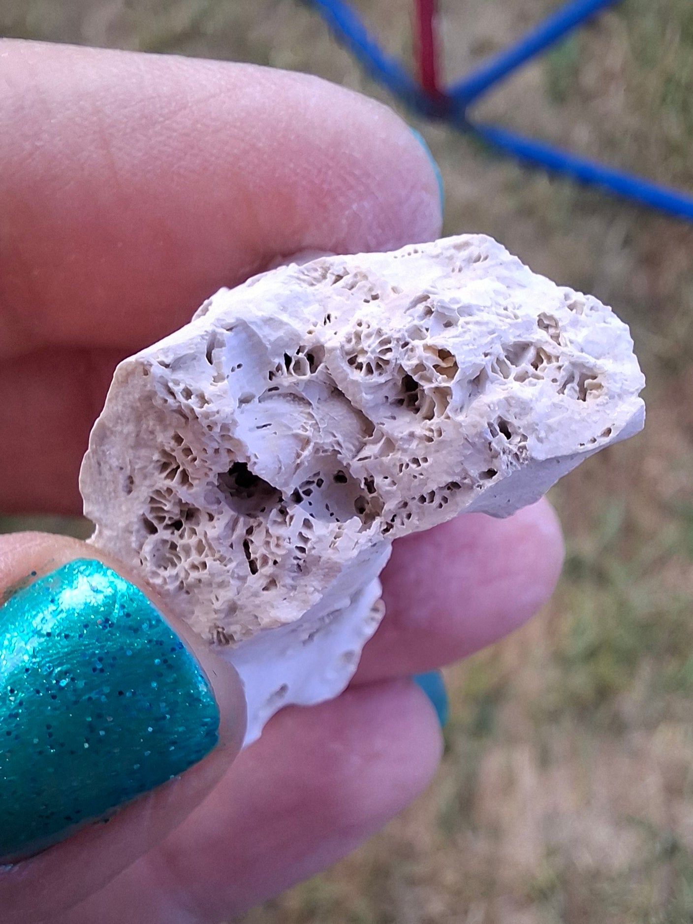 Fossil Coral, (Ref: FC4)