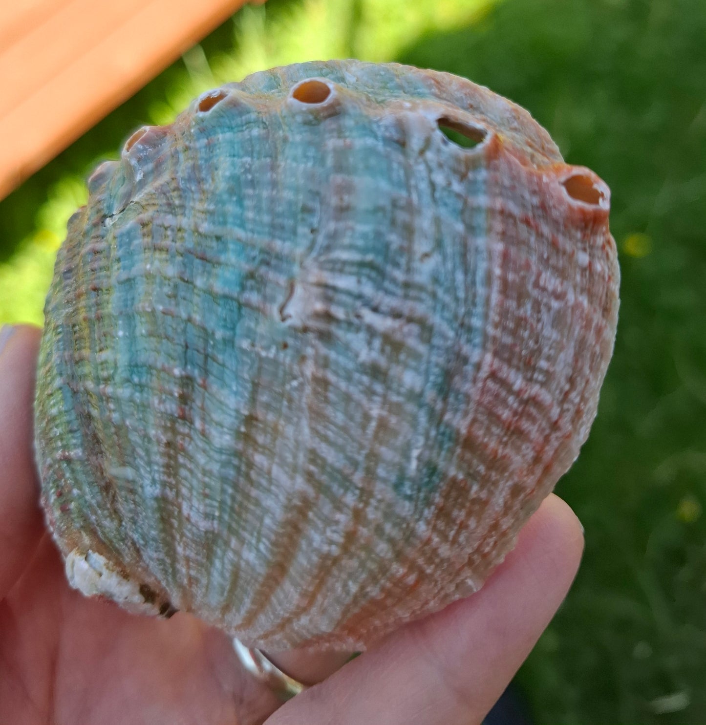 Abalone Shell, (Ref: SH2)
