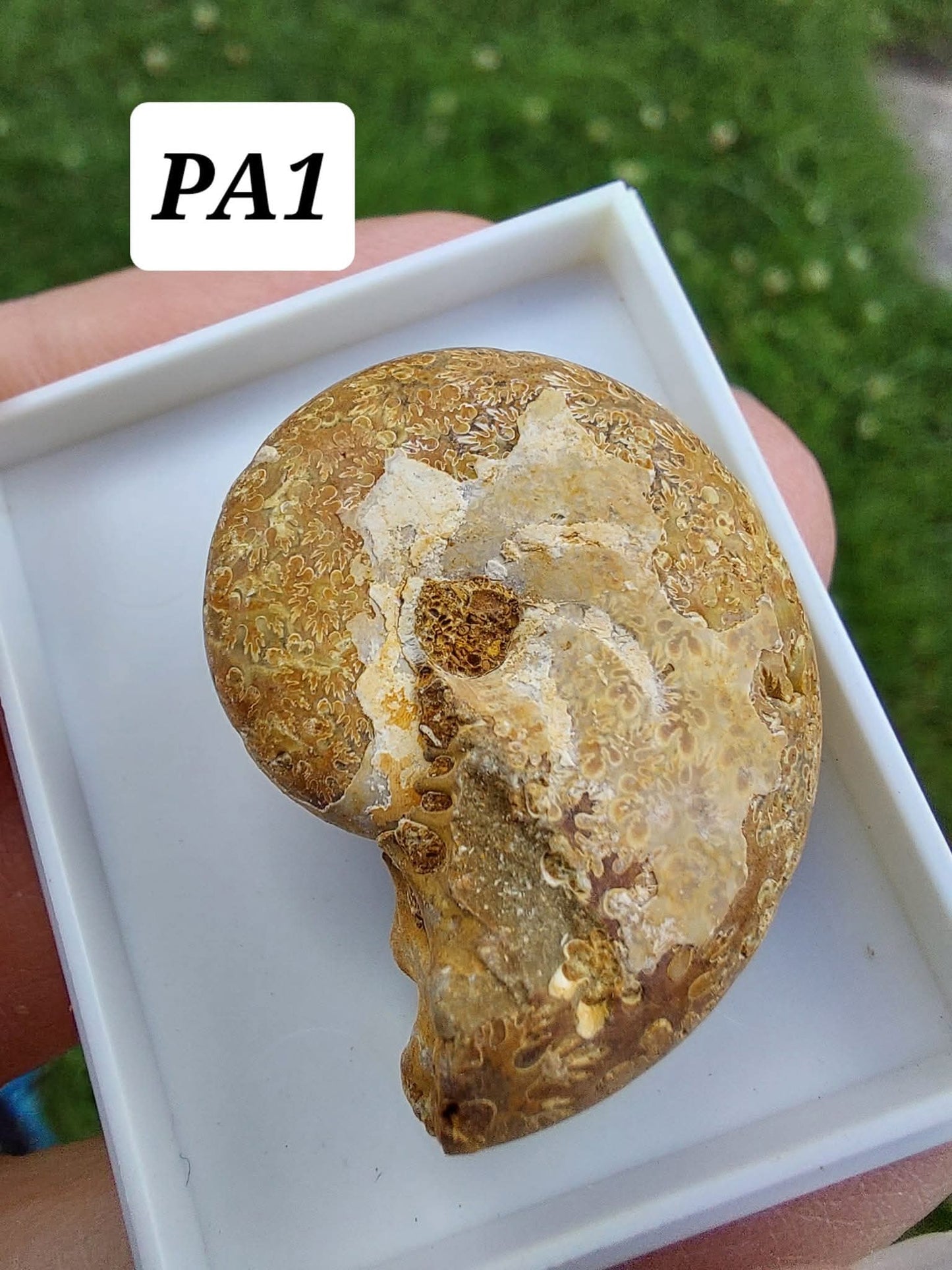 Phylloceras Ammonite, Fossil (Ref: PA1)
