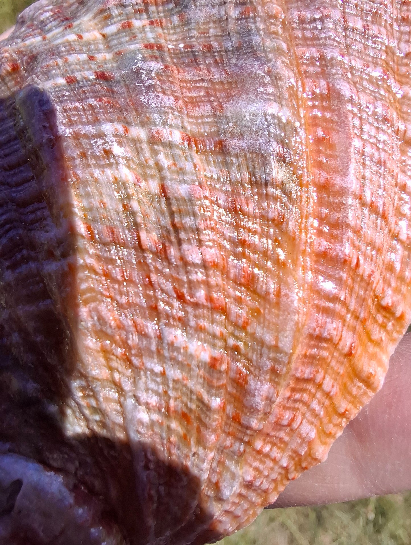 Abalone Shell, (Ref: SH3)