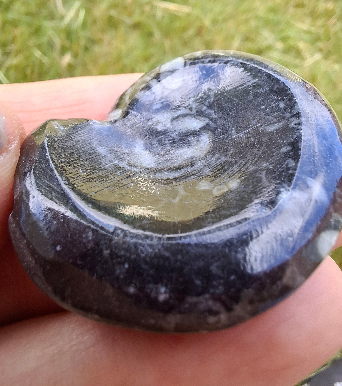 Goniatite, Fossil (Ref: GA2)