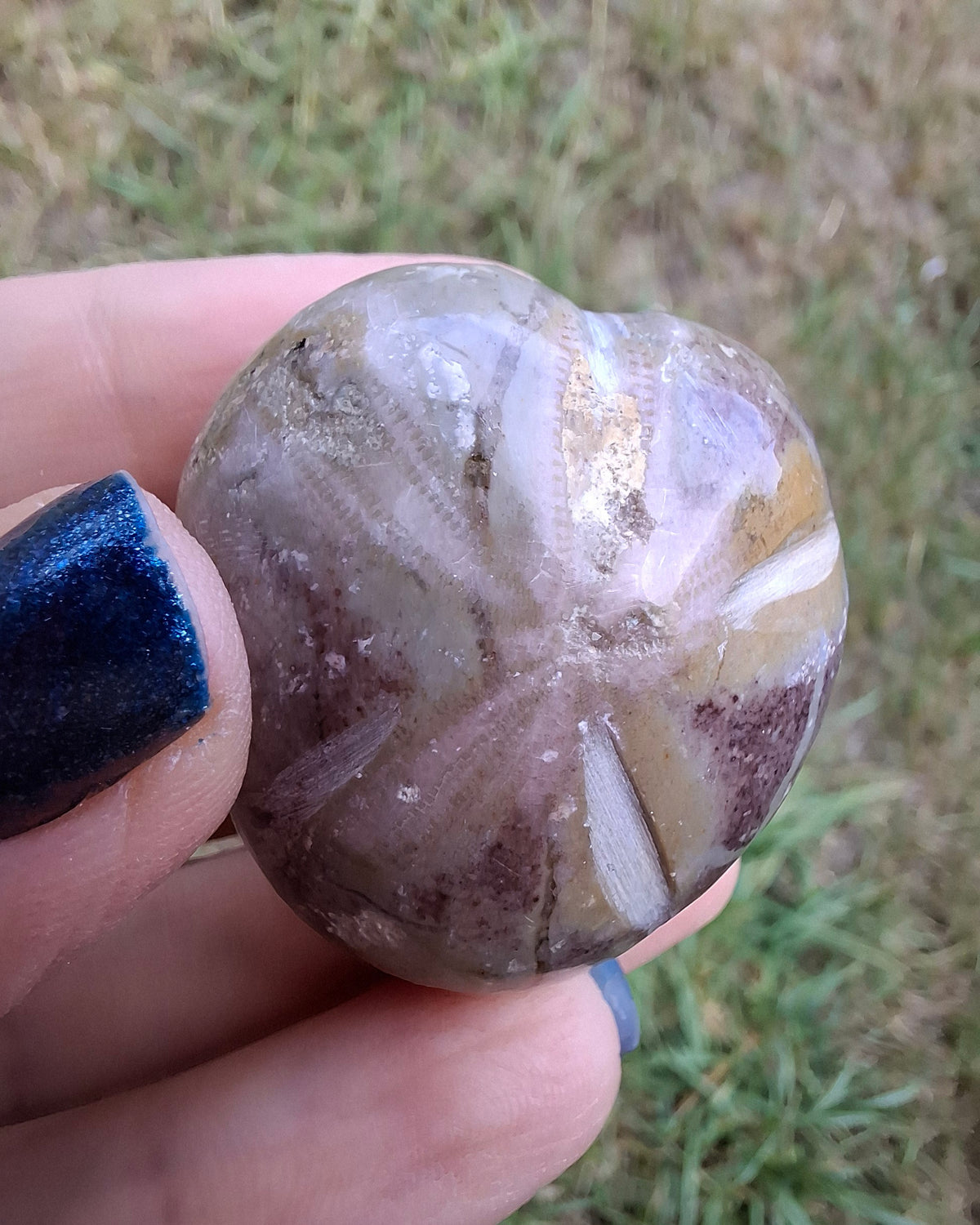 Polished Sea Urchin, Fossil (Ref: SU6)
