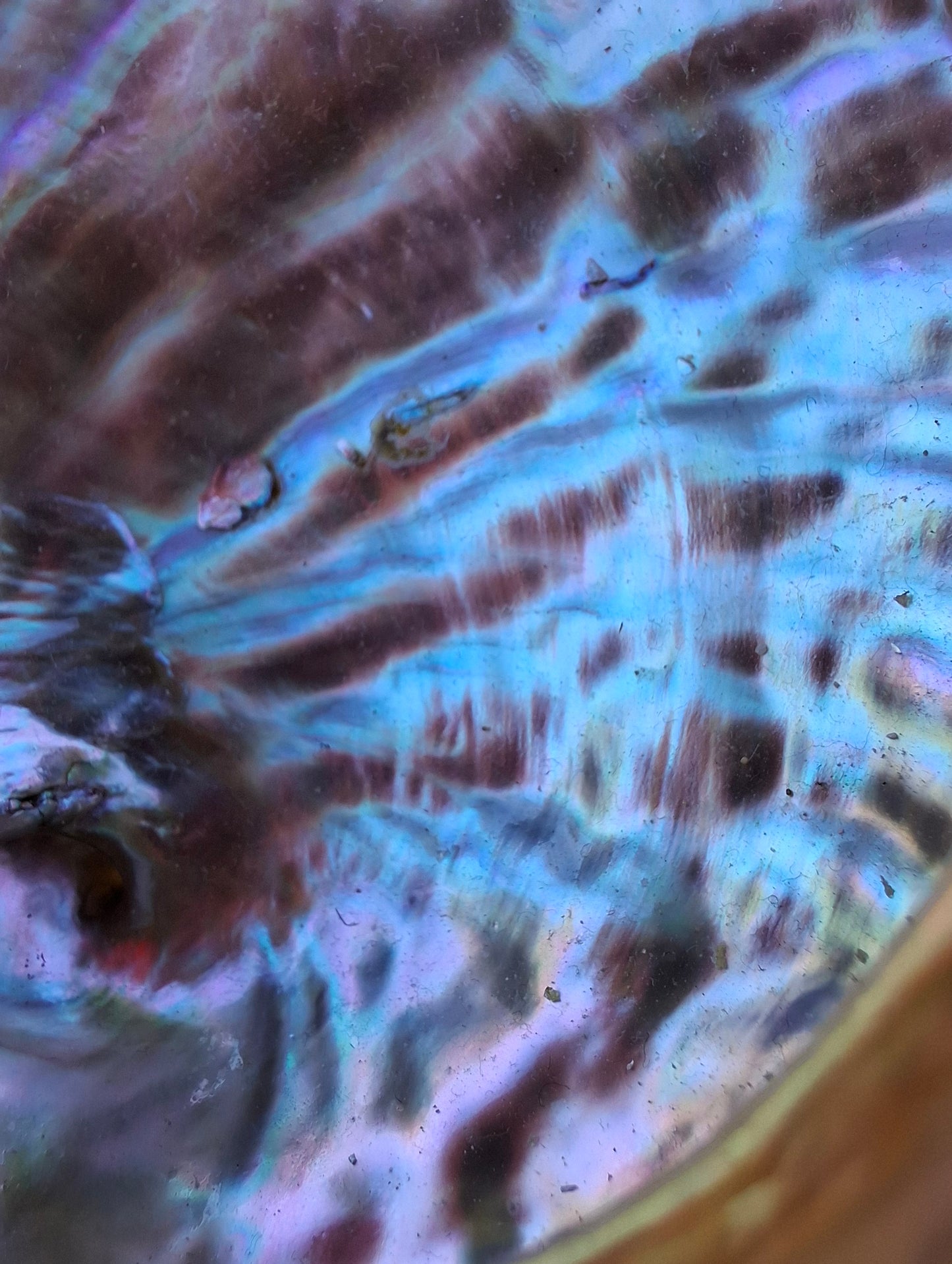 Abalone Shell, (Ref: SH3)