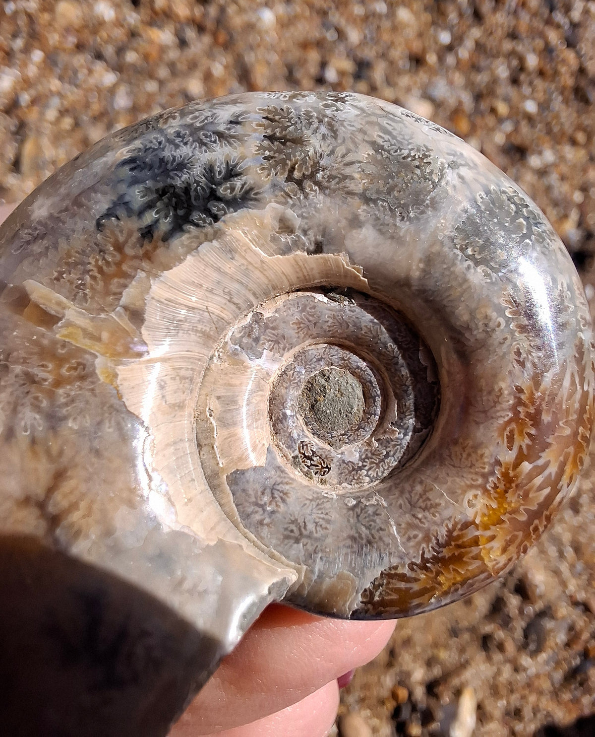 Polished Ammonite, Fossil (Ref: AMM1)