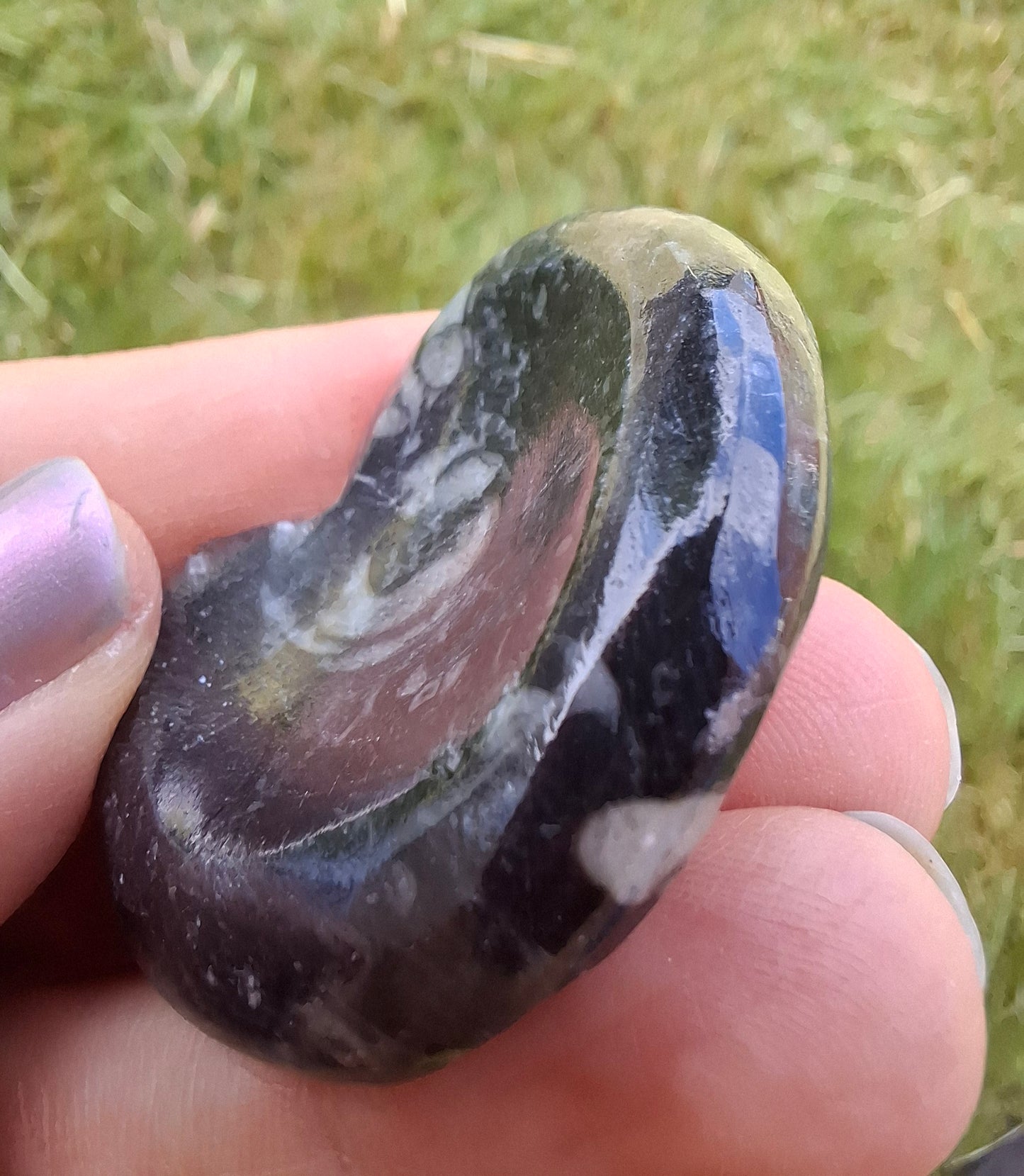 Goniatite, Fossil (Ref: GA2)