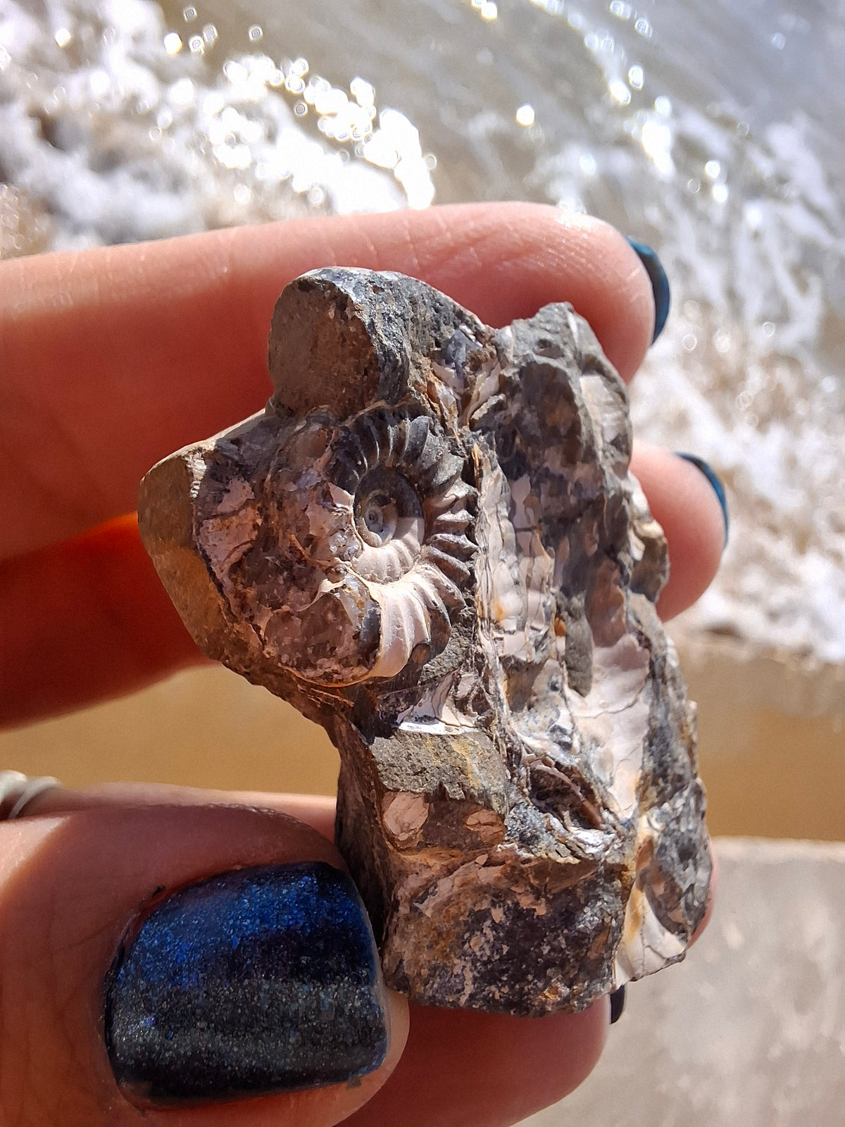 Ammonite Cluster, Fossil (Ref: ACL3)