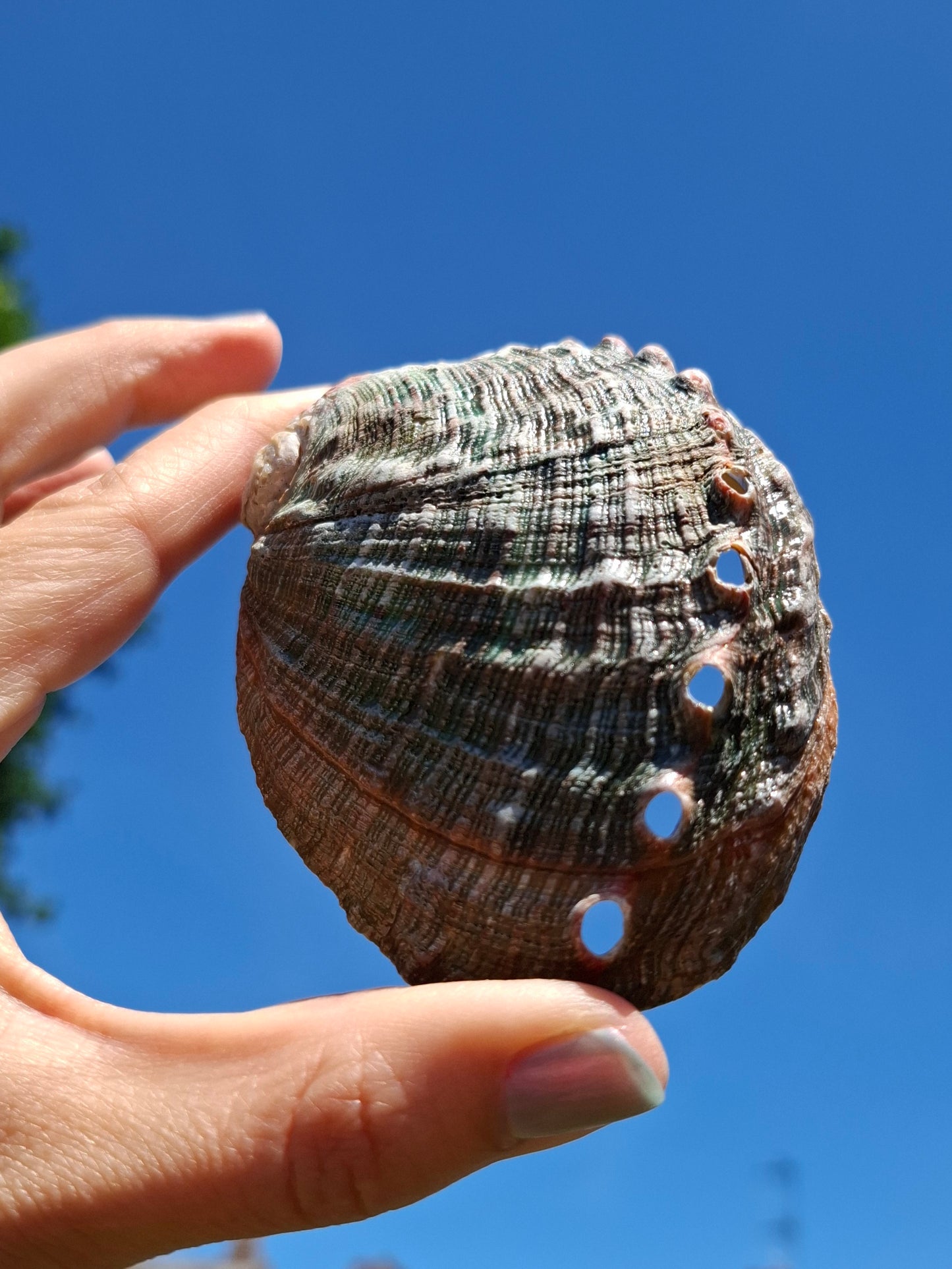 Abalone Shell, (Ref: SH1)