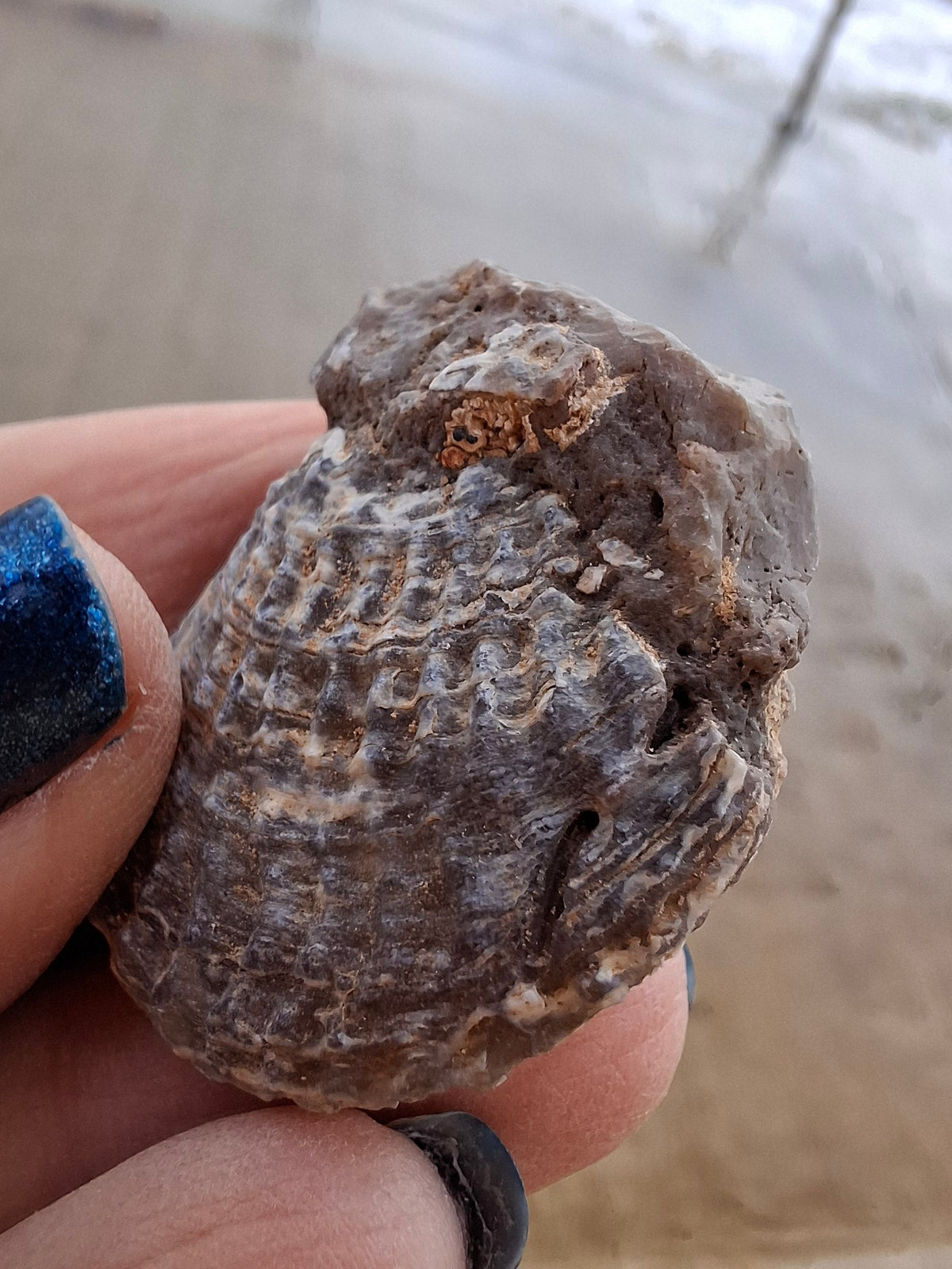 Chalcedony Oyster, Fossil (Ref: FO10)