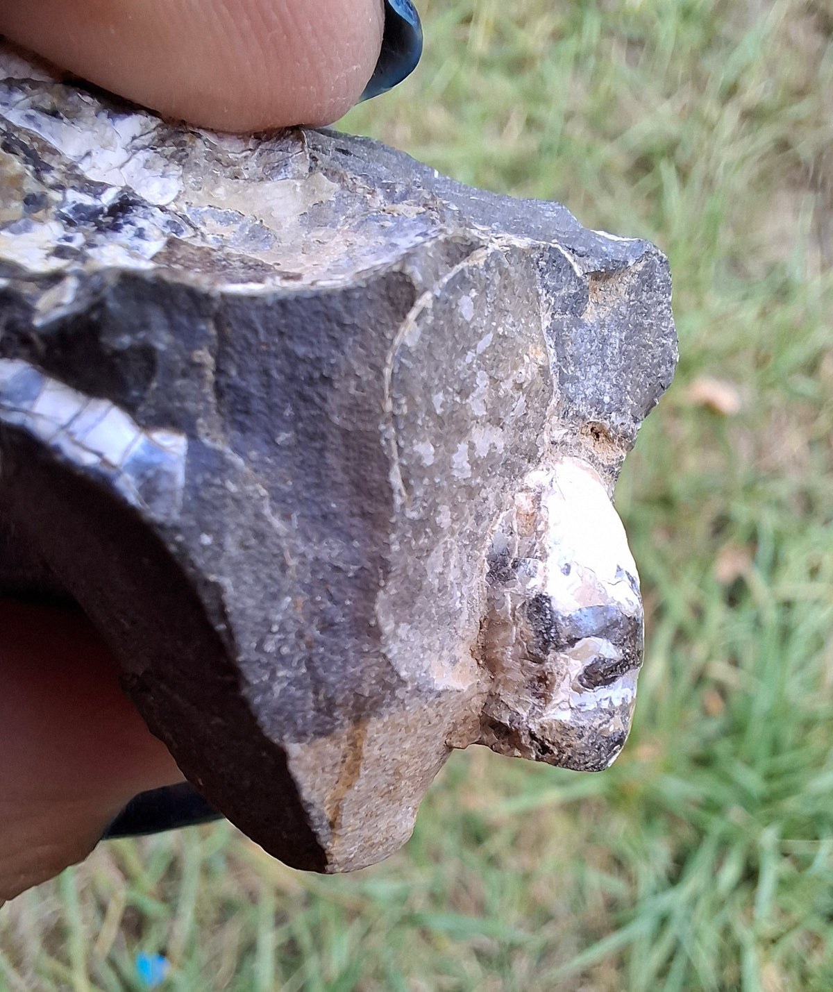 Ammonite Cluster, Fossil (Ref: ACL3)