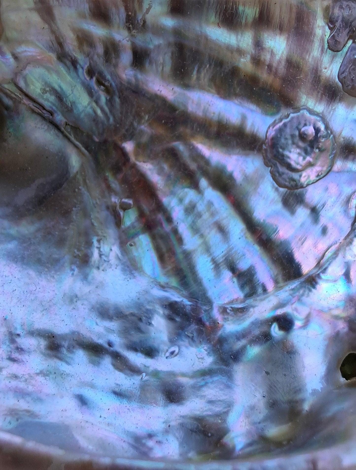 Abalone Shell, (Ref: SH2)