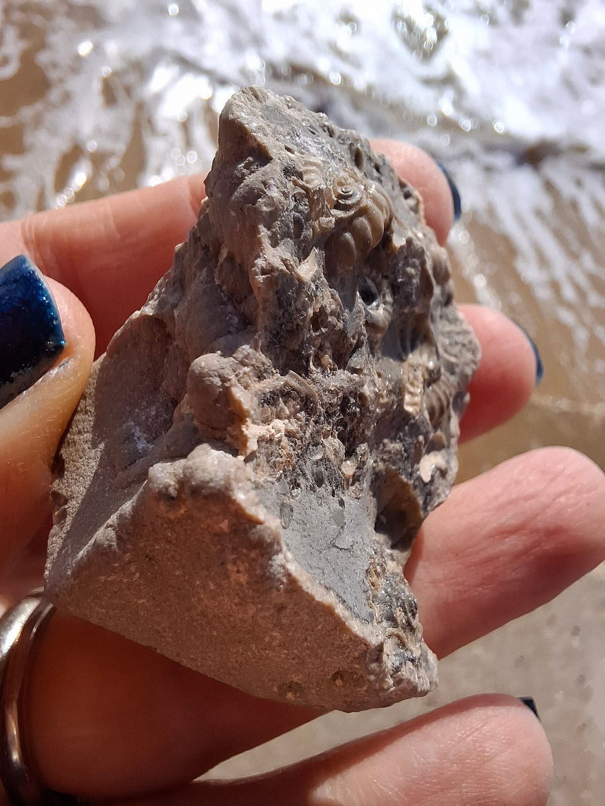 Ammonite Cluster, Fossil (Ref: ACL1)