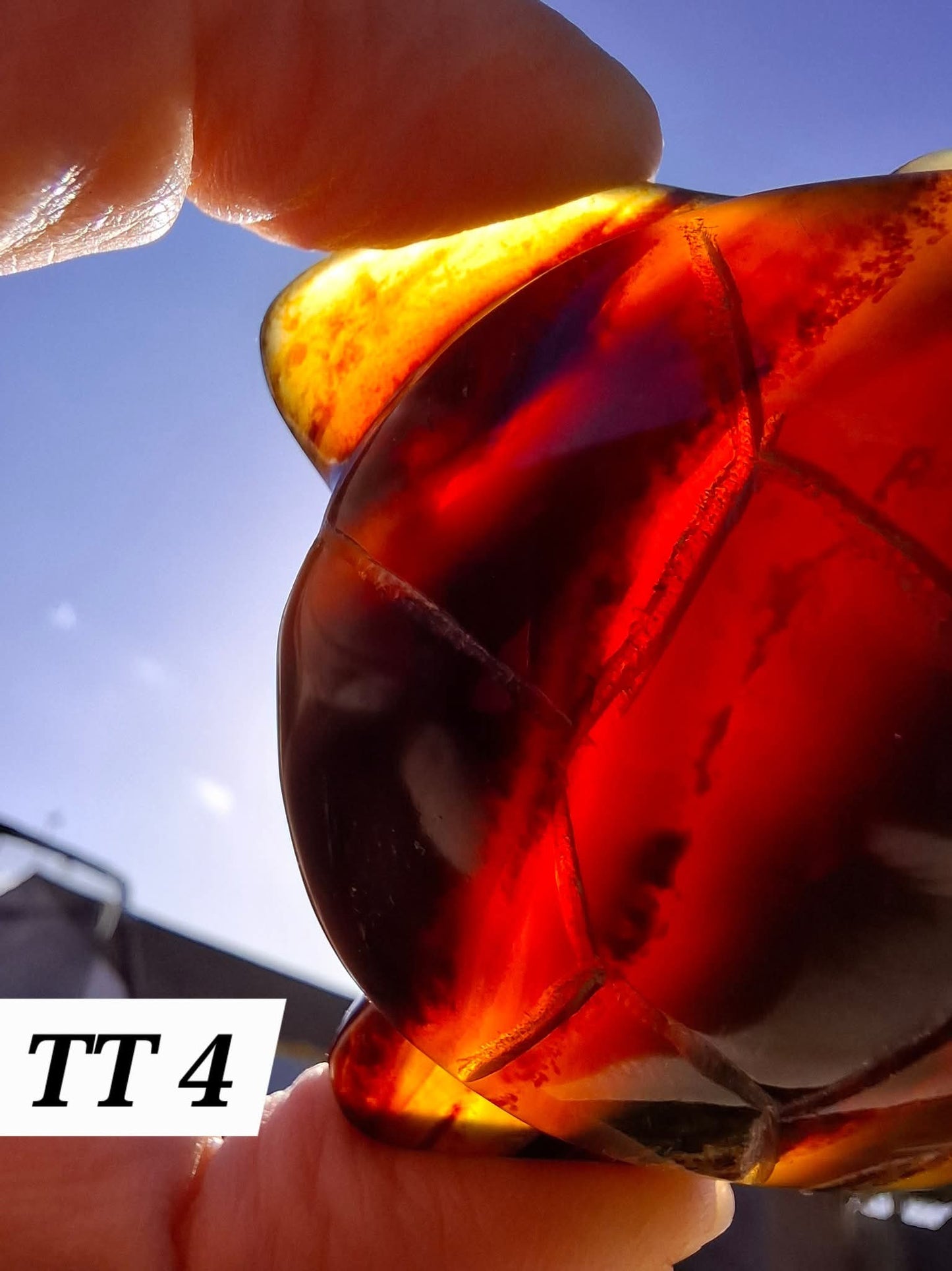 Red Amber Turtle, 47.85g, Carving, Fossil (Ref: TT4)