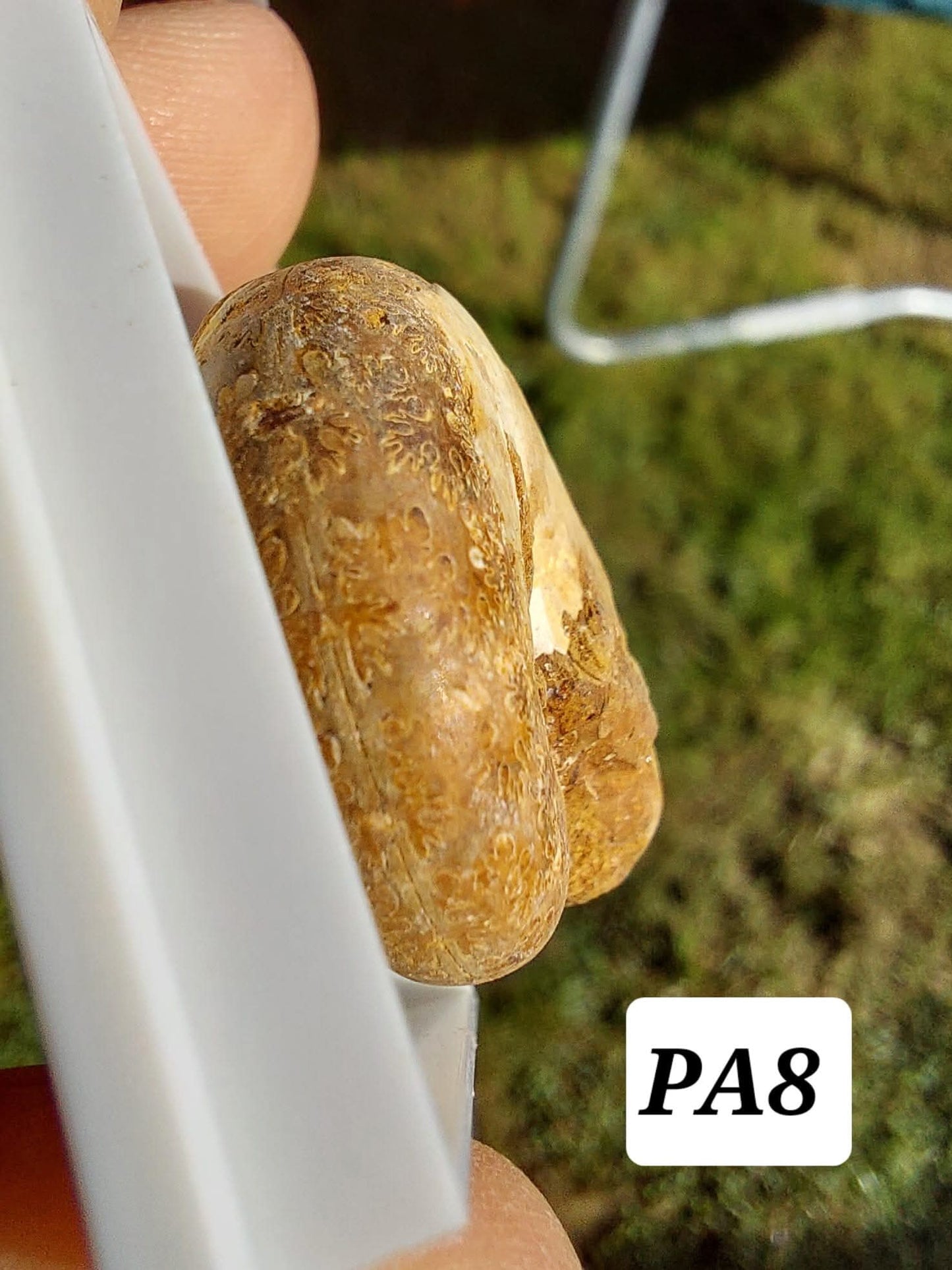 Phylloceras Ammonite, Fossil (Ref: PA8)