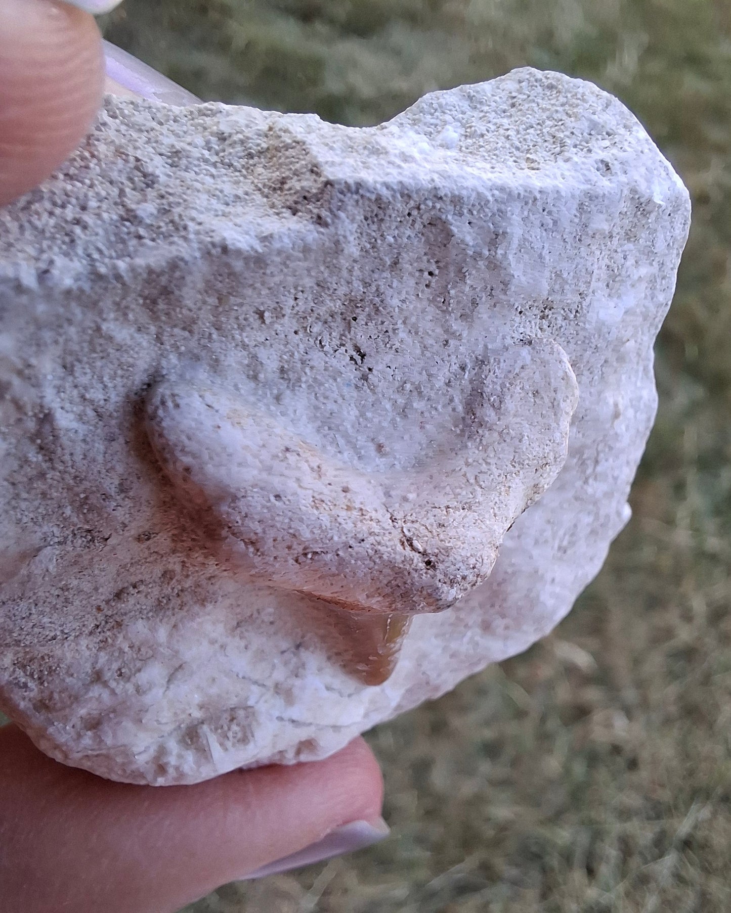 Otodus Shark Tooth in Rock, Fossil (Ref: OT2)