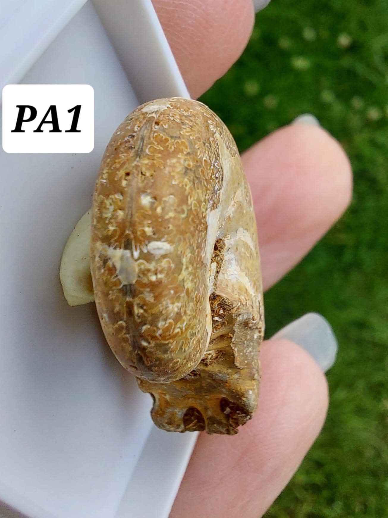 Phylloceras Ammonite, Fossil (Ref: PA1)