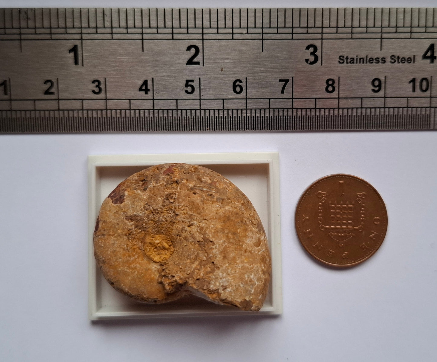 Phylloceras Ammonite, Fossil (Ref: PA6)