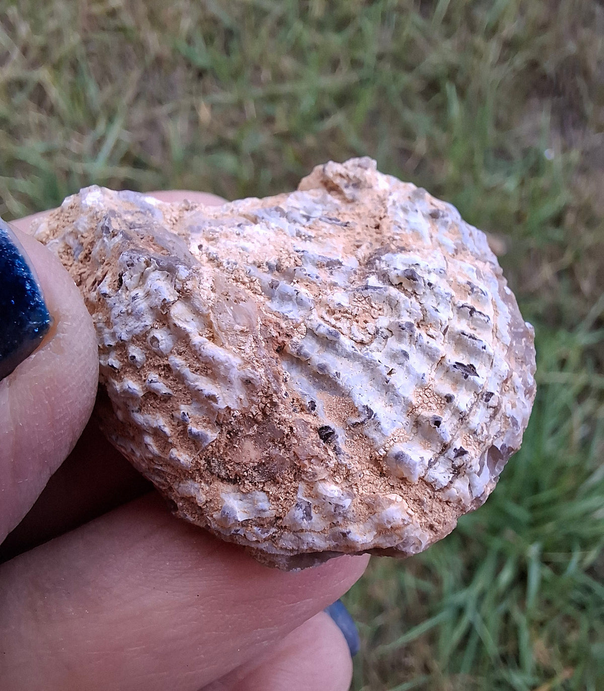 Chalcedony Oyster, Fossil (Ref: FO8)