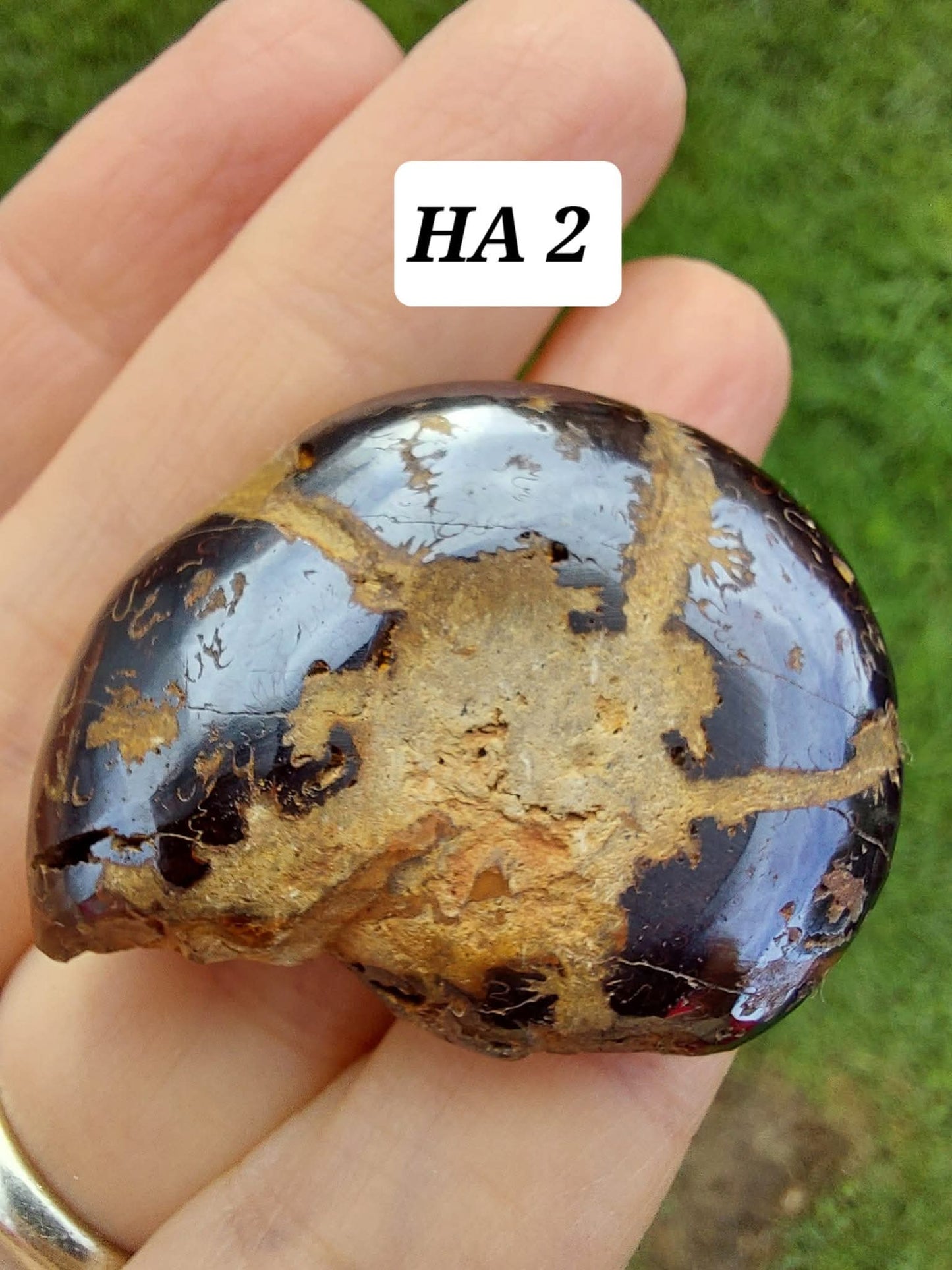 Hematite Ammonite, 22.72g, Fossil (Ref: HA2)