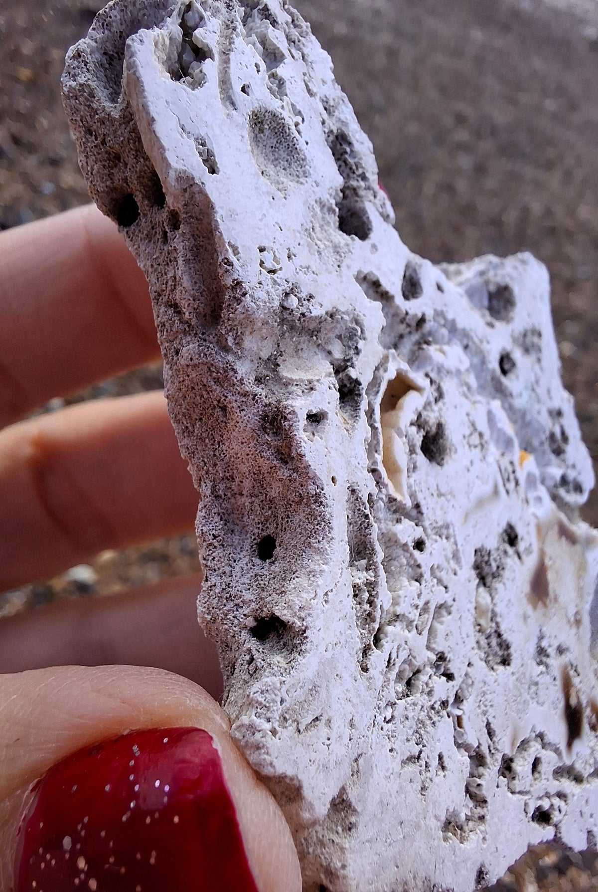 Fossilised Coral replaced by Chalcedony/Agate, Fossil (Ref: FCA1)