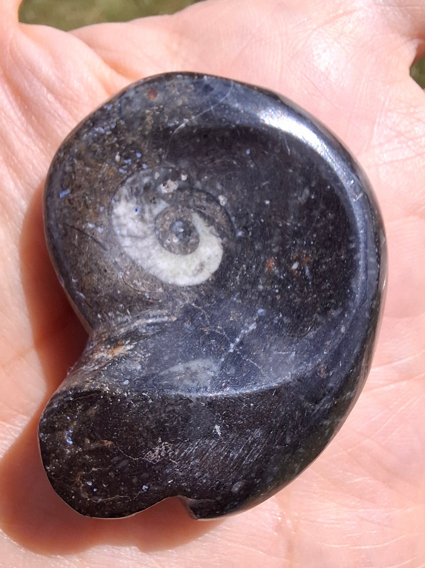 Goniatite, Fossil (Ref: GA8)