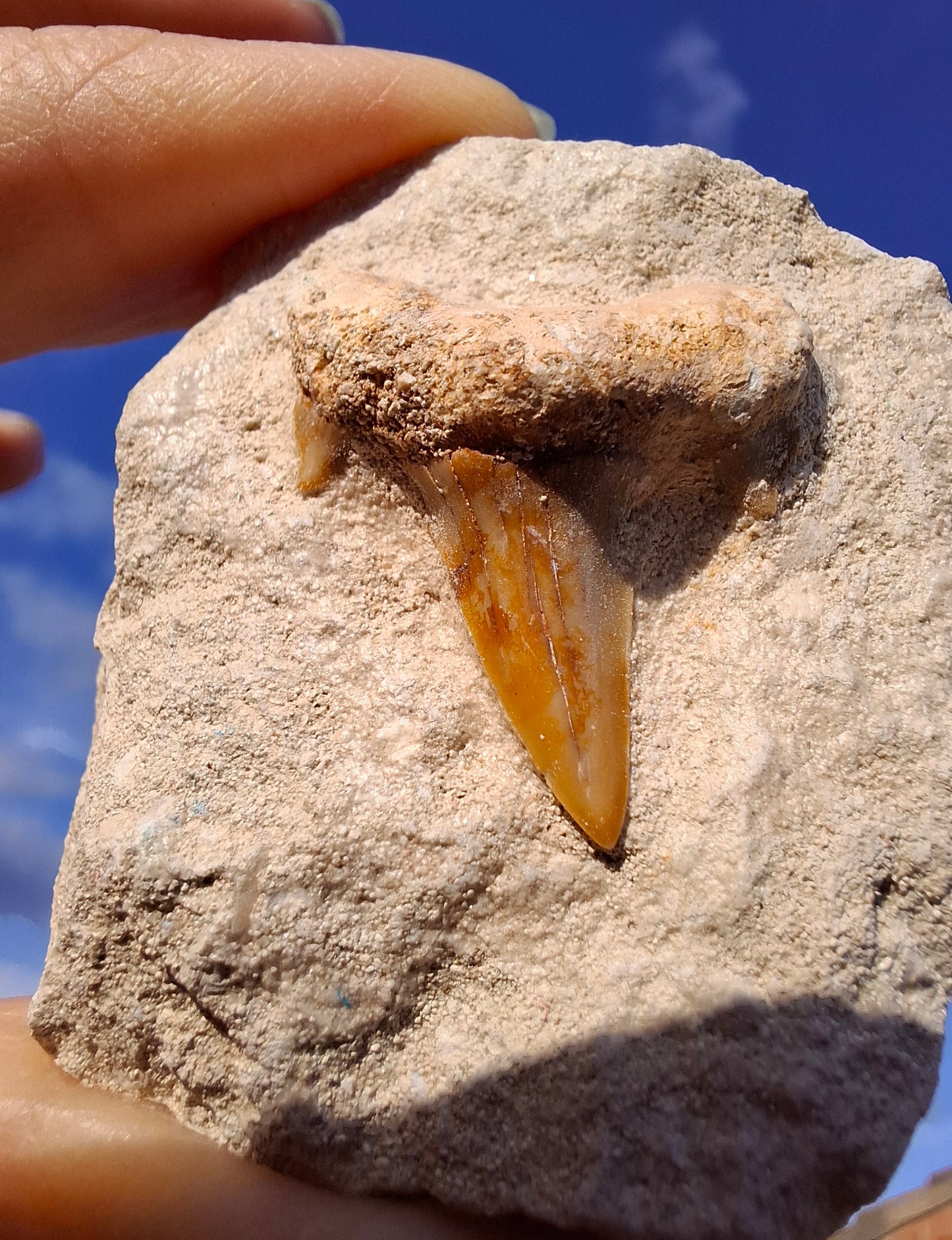 Otodus Shark Tooth in rock, Fossil (Ref: OT1)
