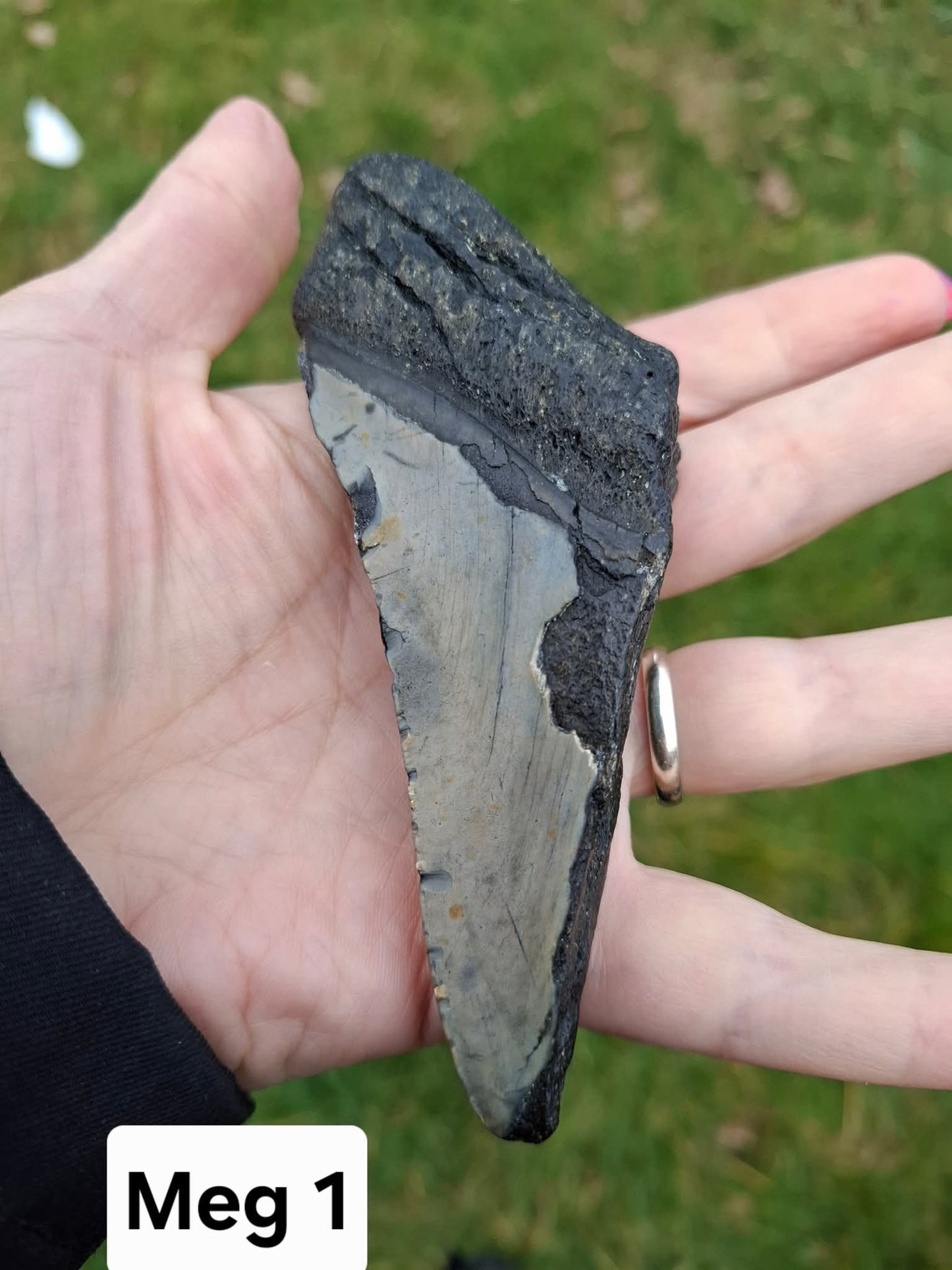 Megalodon (partial) Shark Tooth, 109.68g, Fossil (Ref: Meg1)