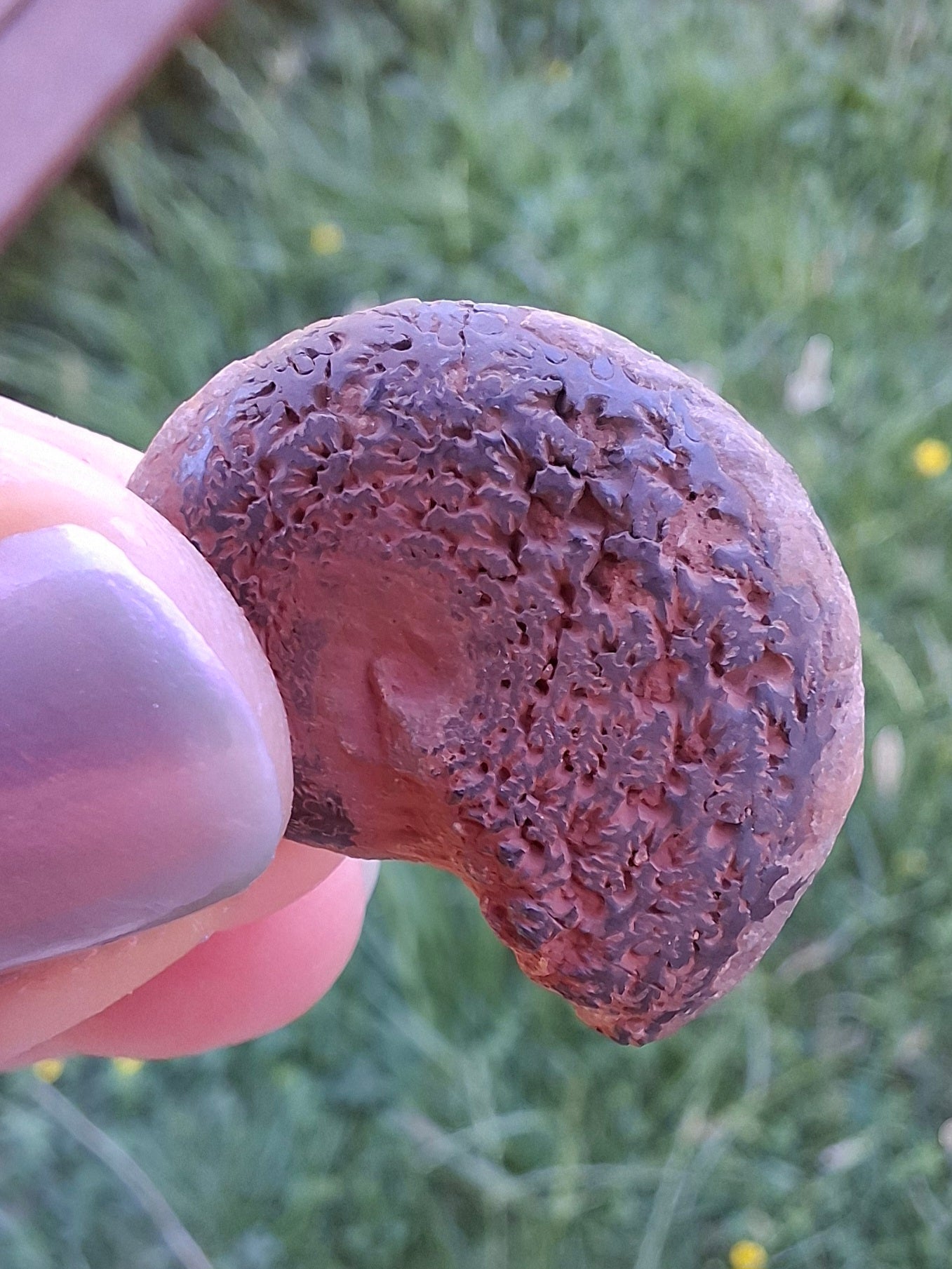 Small Haematite Ammonite HALF, 2.55g, Fossil (Ref: MA8)