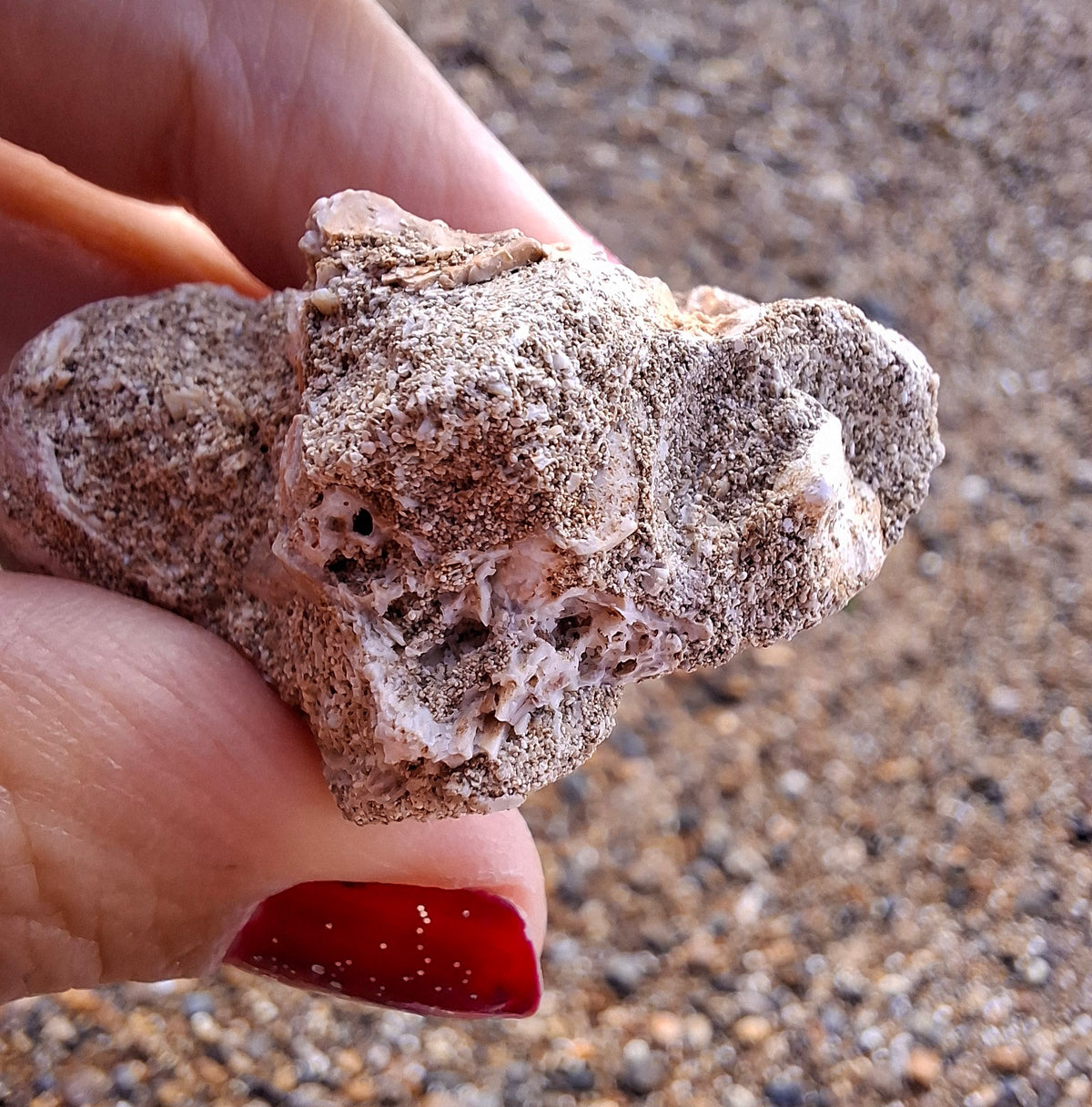 Mosasaurus Tooth with matrix, Fossil, (Ref: MTM1)