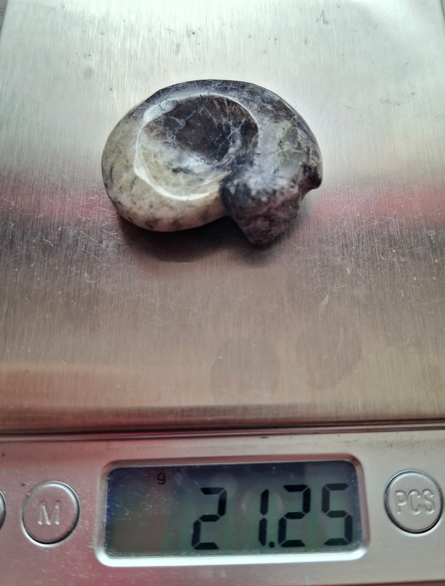 Goniatite, Fossil (Ref: GA3)