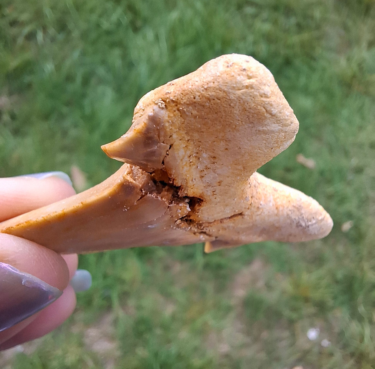 Otodus Shark Tooth, Fossil (Ref: OT6)