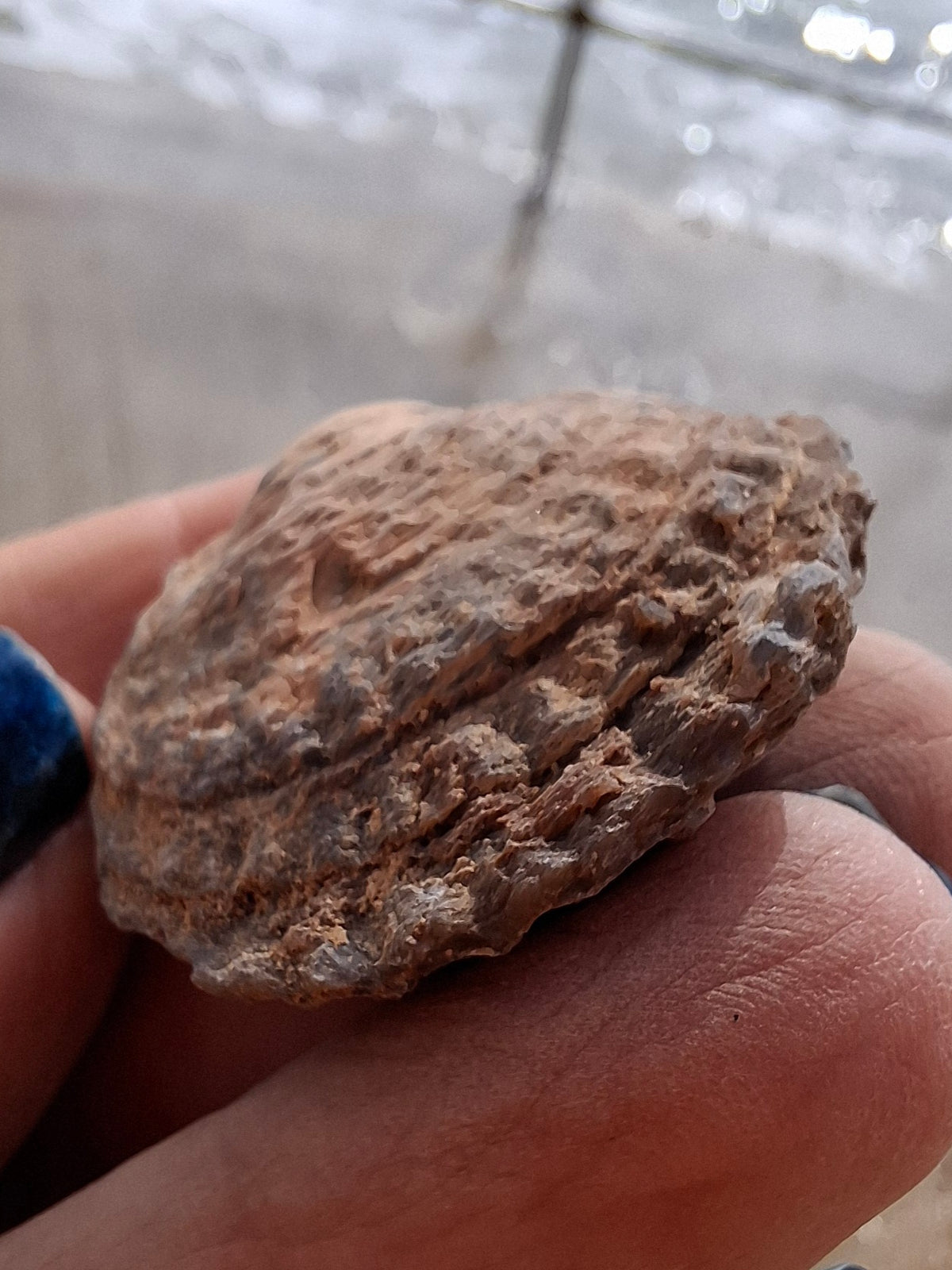 Chalcedony Oyster, Fossil (Ref: FO9)