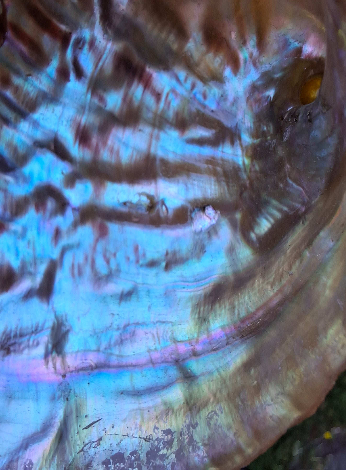Abalone Shell, (Ref: SH3)