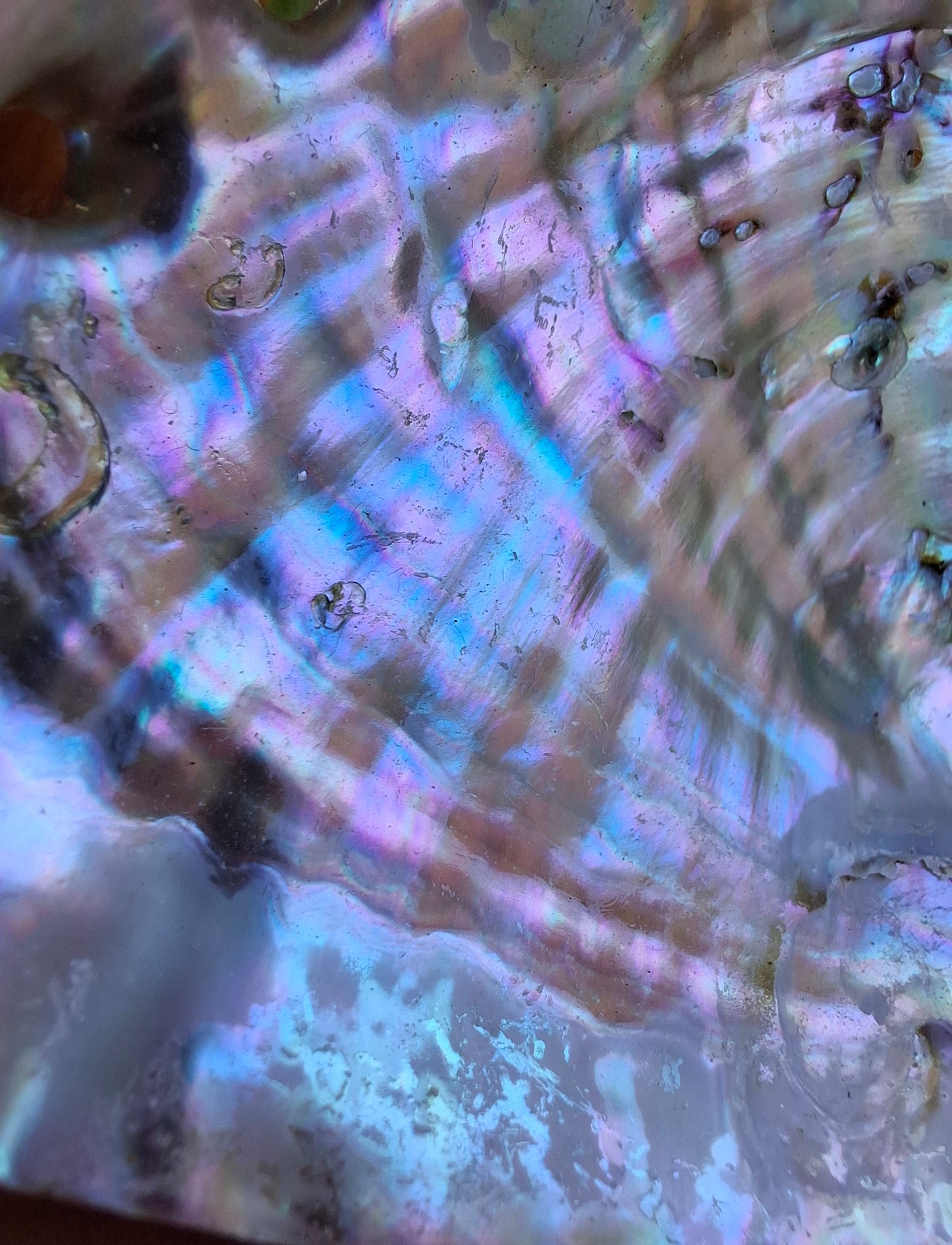 Abalone Shell, (Ref: SH1)