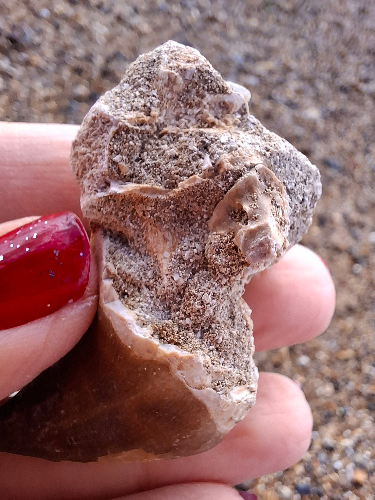 Mosasaurus Tooth with matrix, Fossil, (Ref: MTM1)