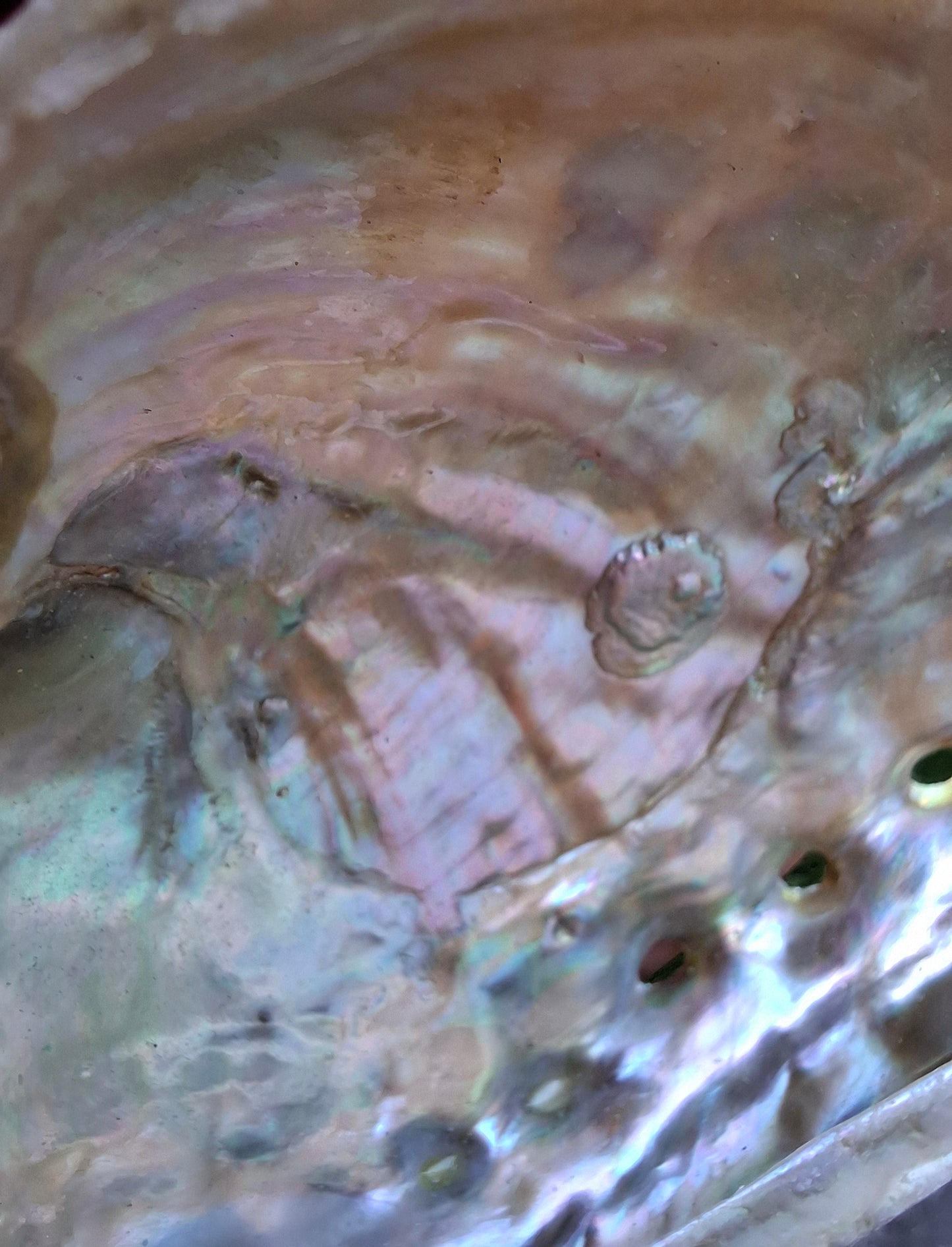 Abalone Shell, (Ref: SH2)