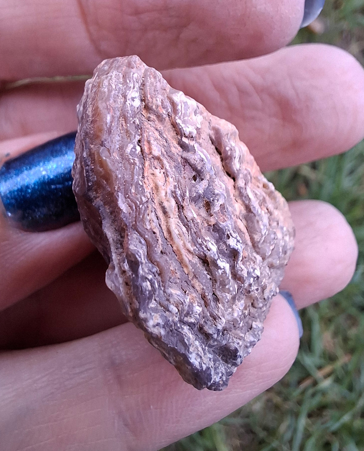 Chalcedony Oyster, Fossil (Ref: FO7)