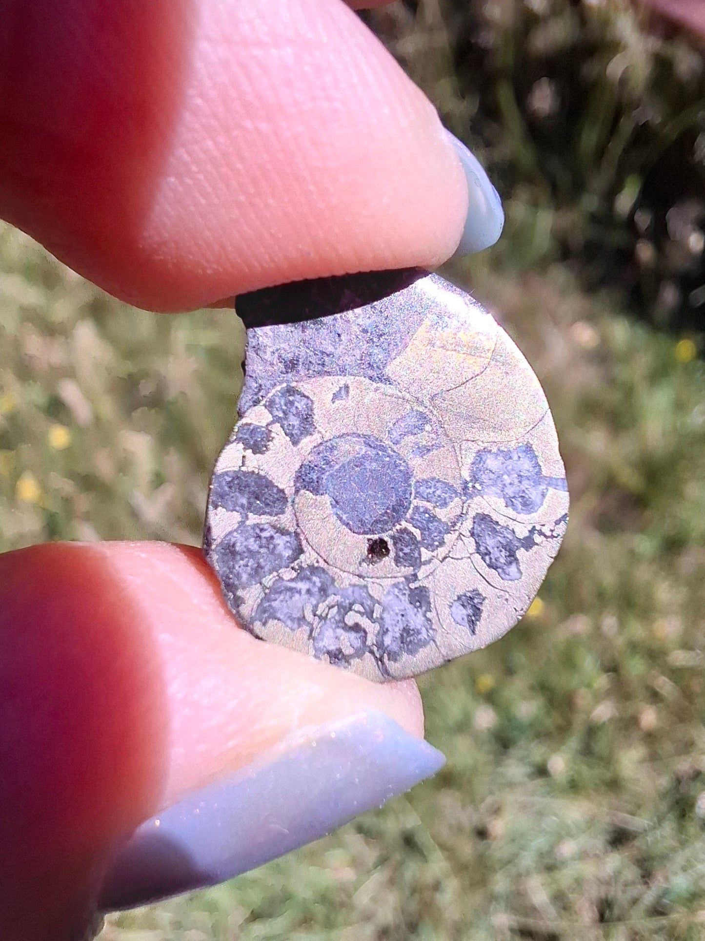 Small Haematite Ammonite HALF, 1.10g, Fossil (Ref: MA9)