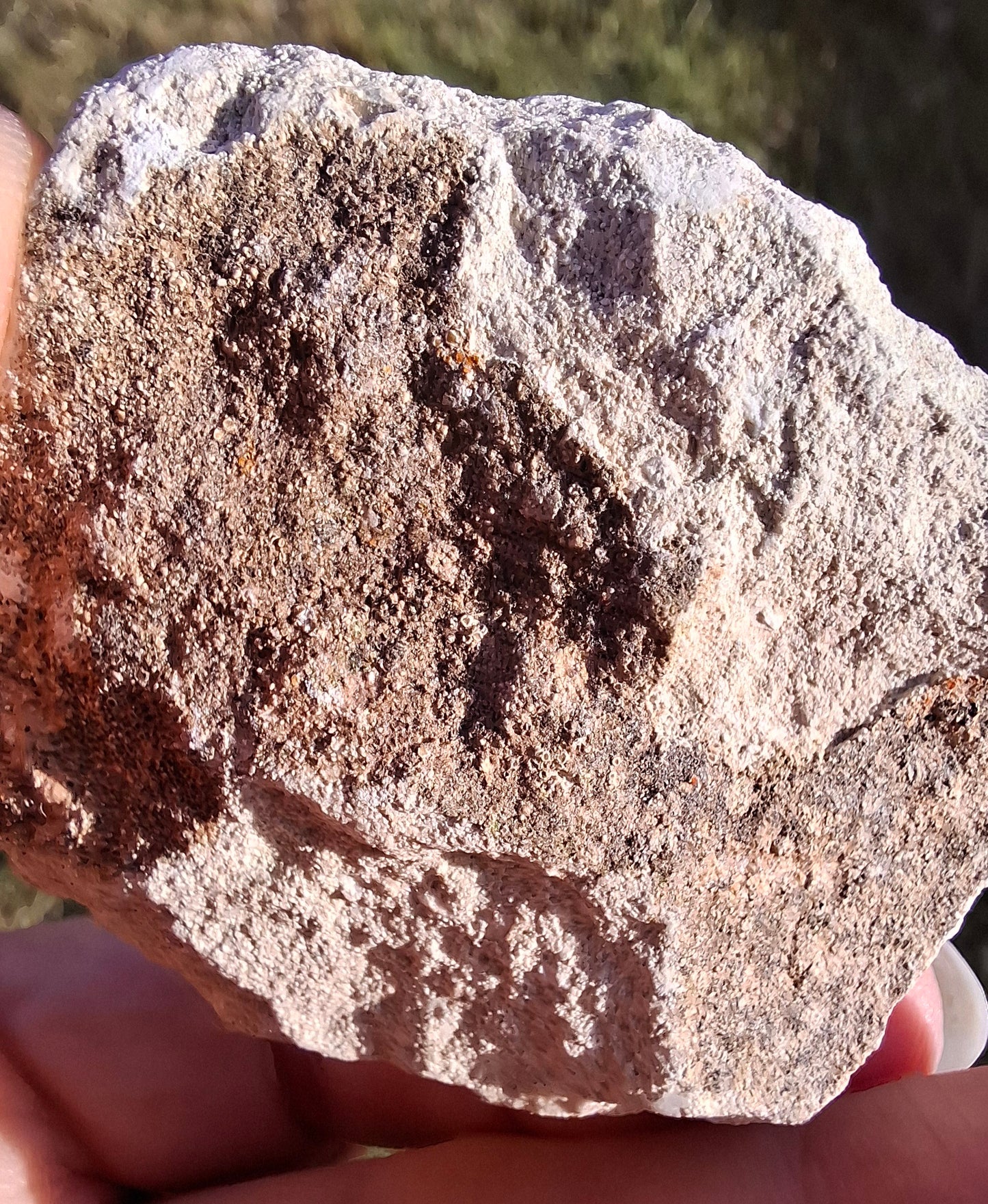 Otodus Shark Tooth in rock, Fossil (Ref: OT1)