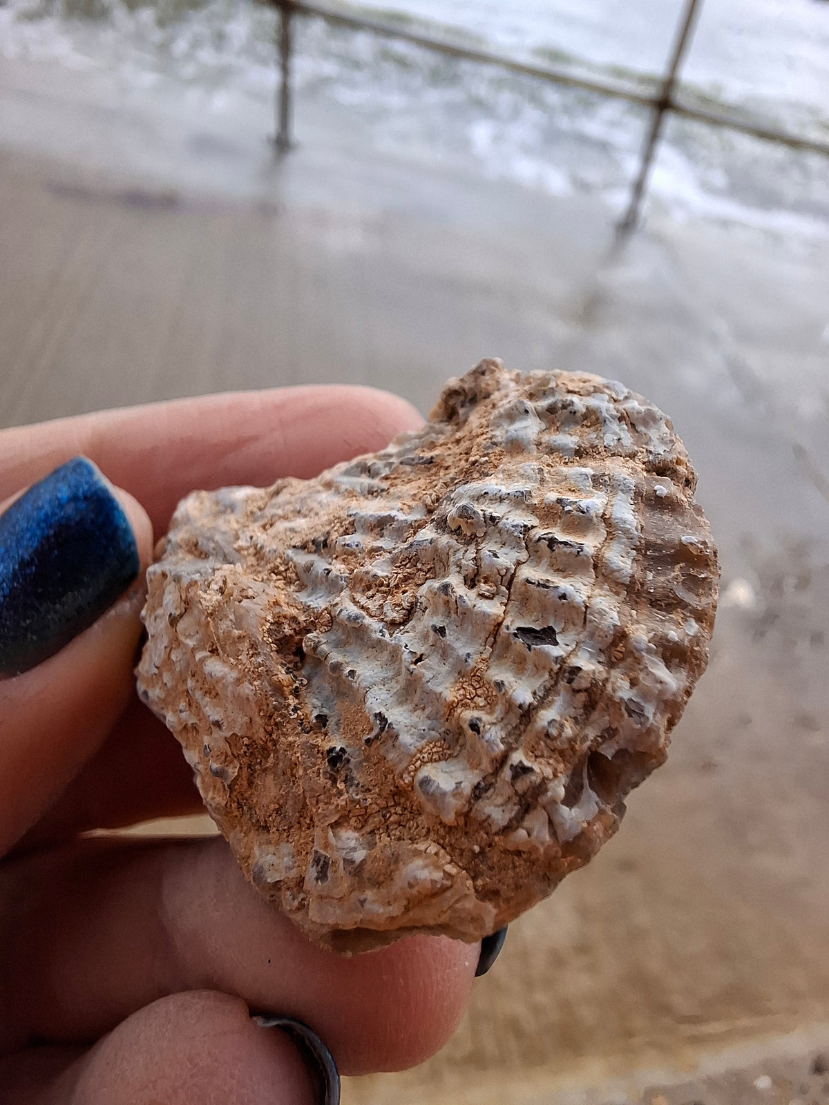 Chalcedony Oyster, Fossil (Ref: FO8)