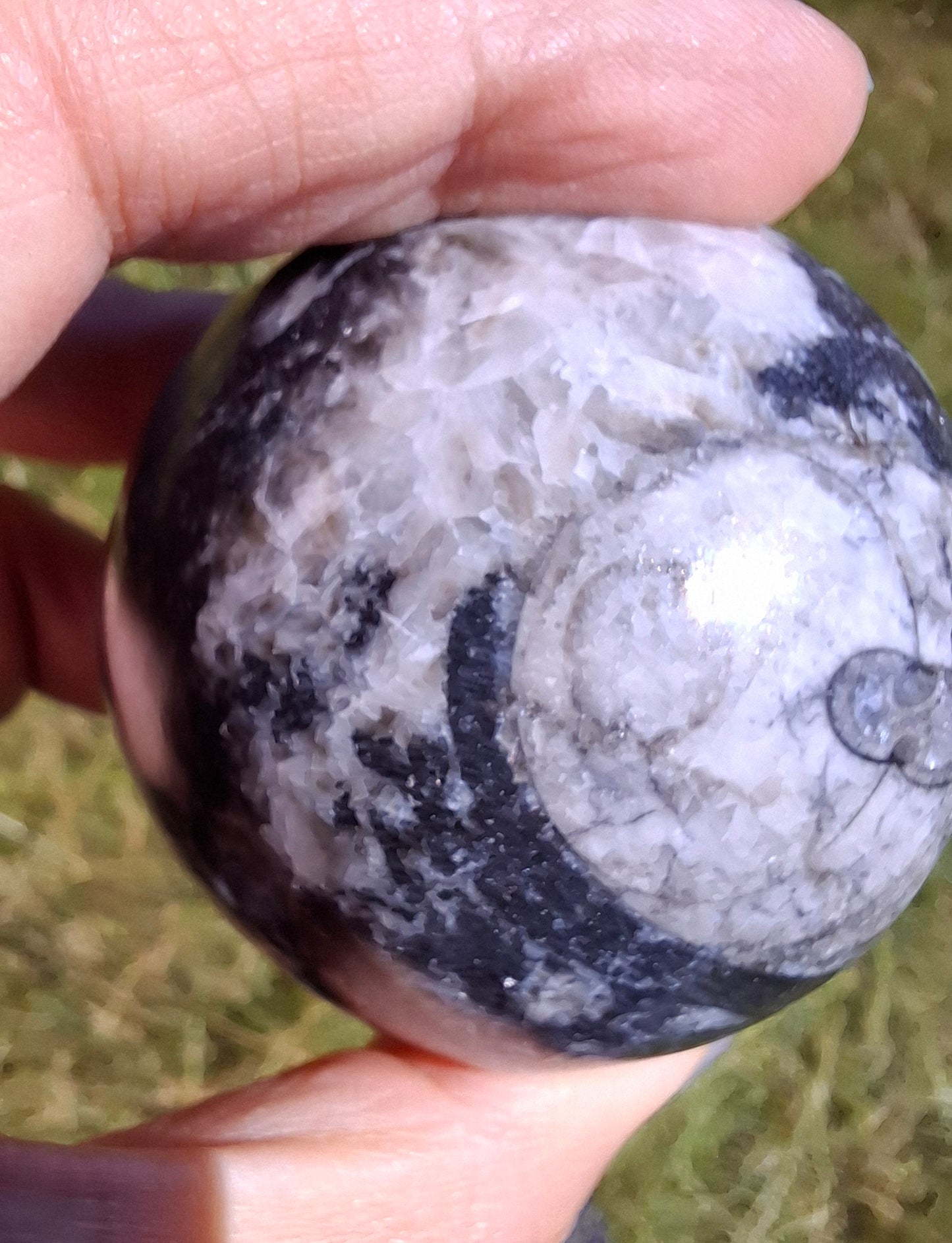 Orthoceras Sphere, Fossil (Ref: OS2)