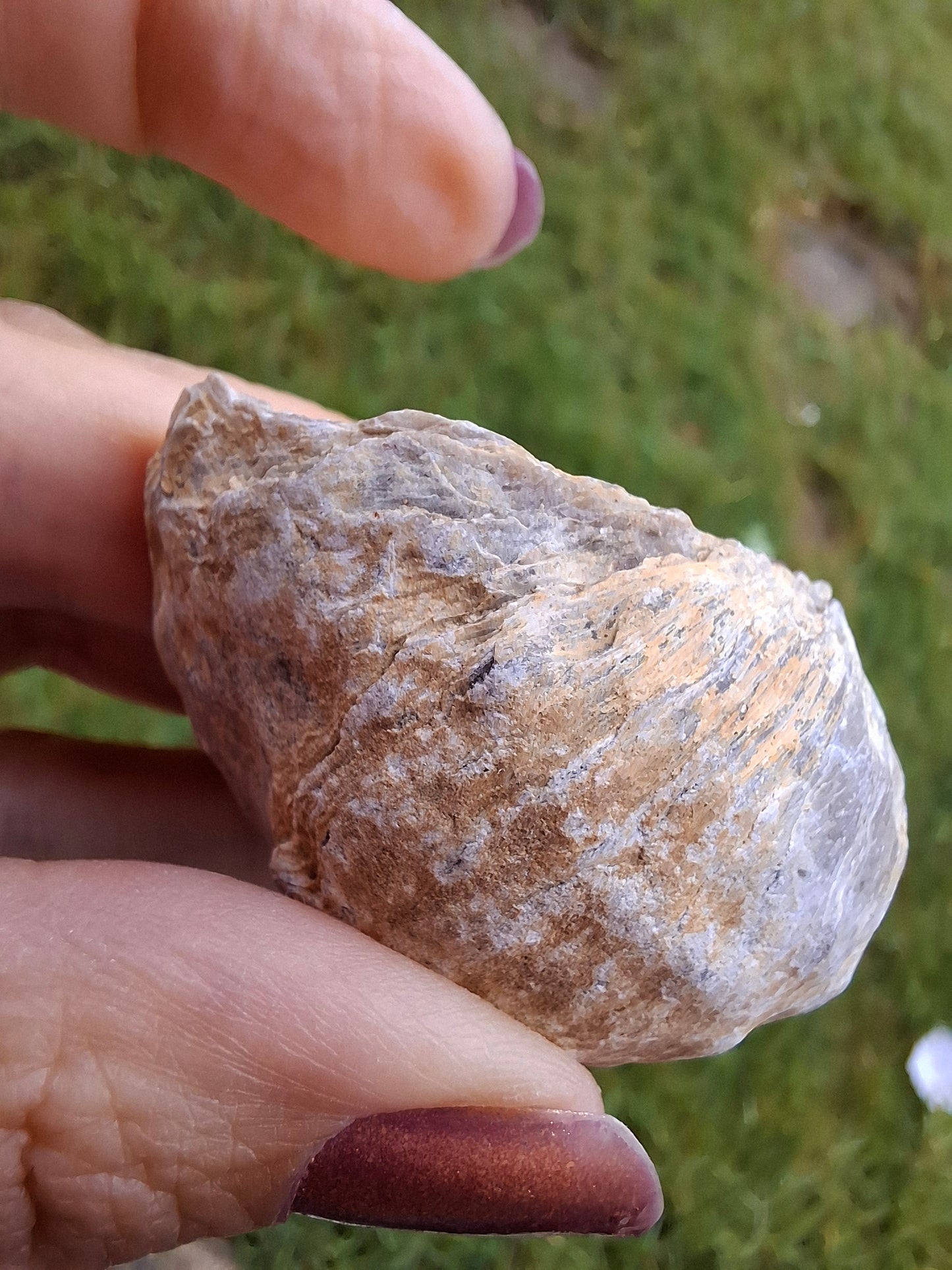 Gryphaea (Devil's Toenail), 57.53g, Fossil (Ref: G2)